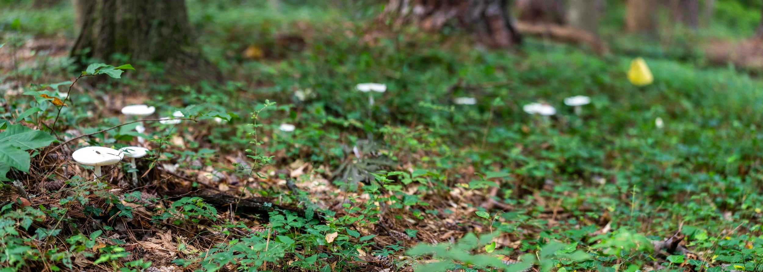 Patch of Destroying Angel