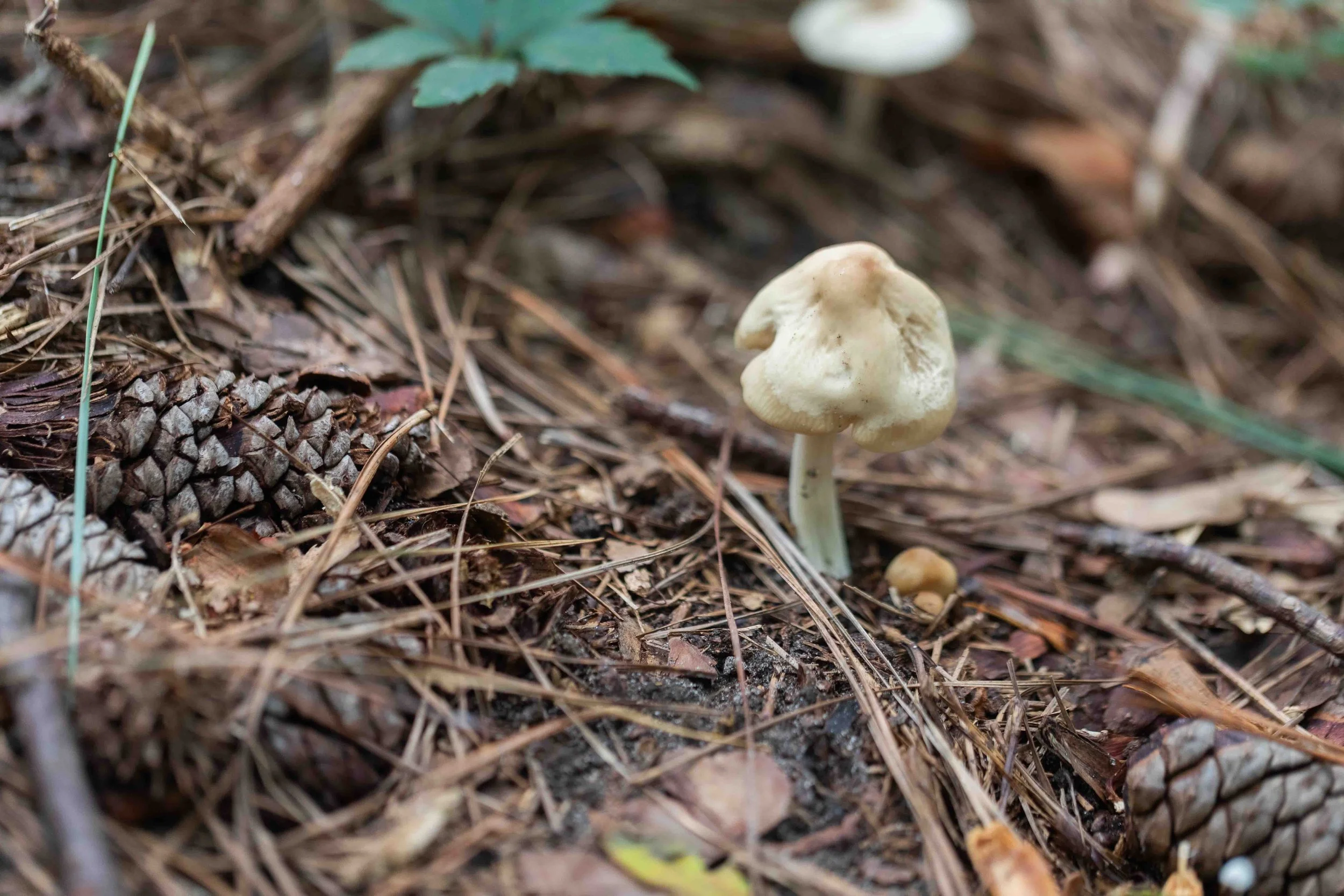 Unknown Fungi