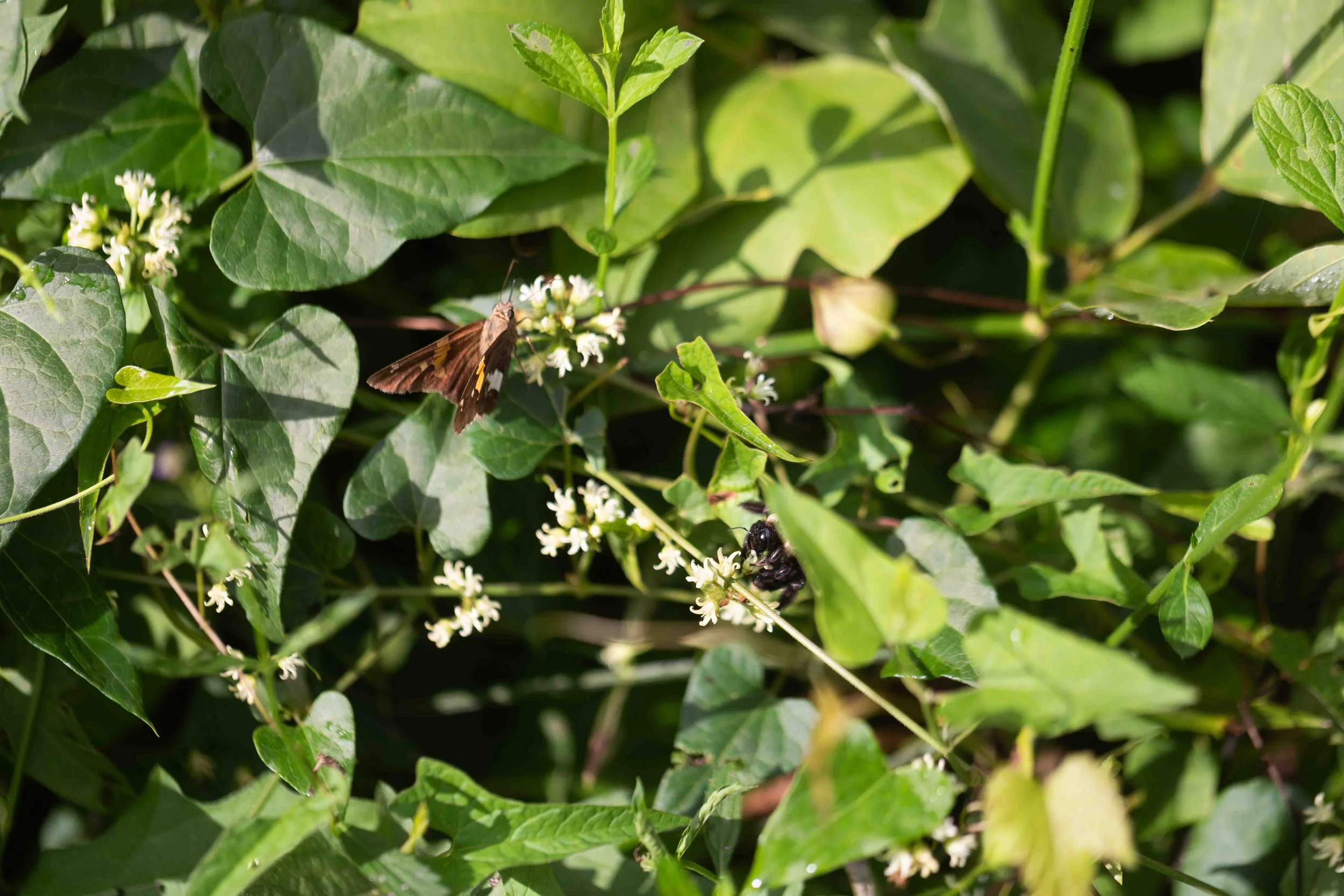 Honeyvine