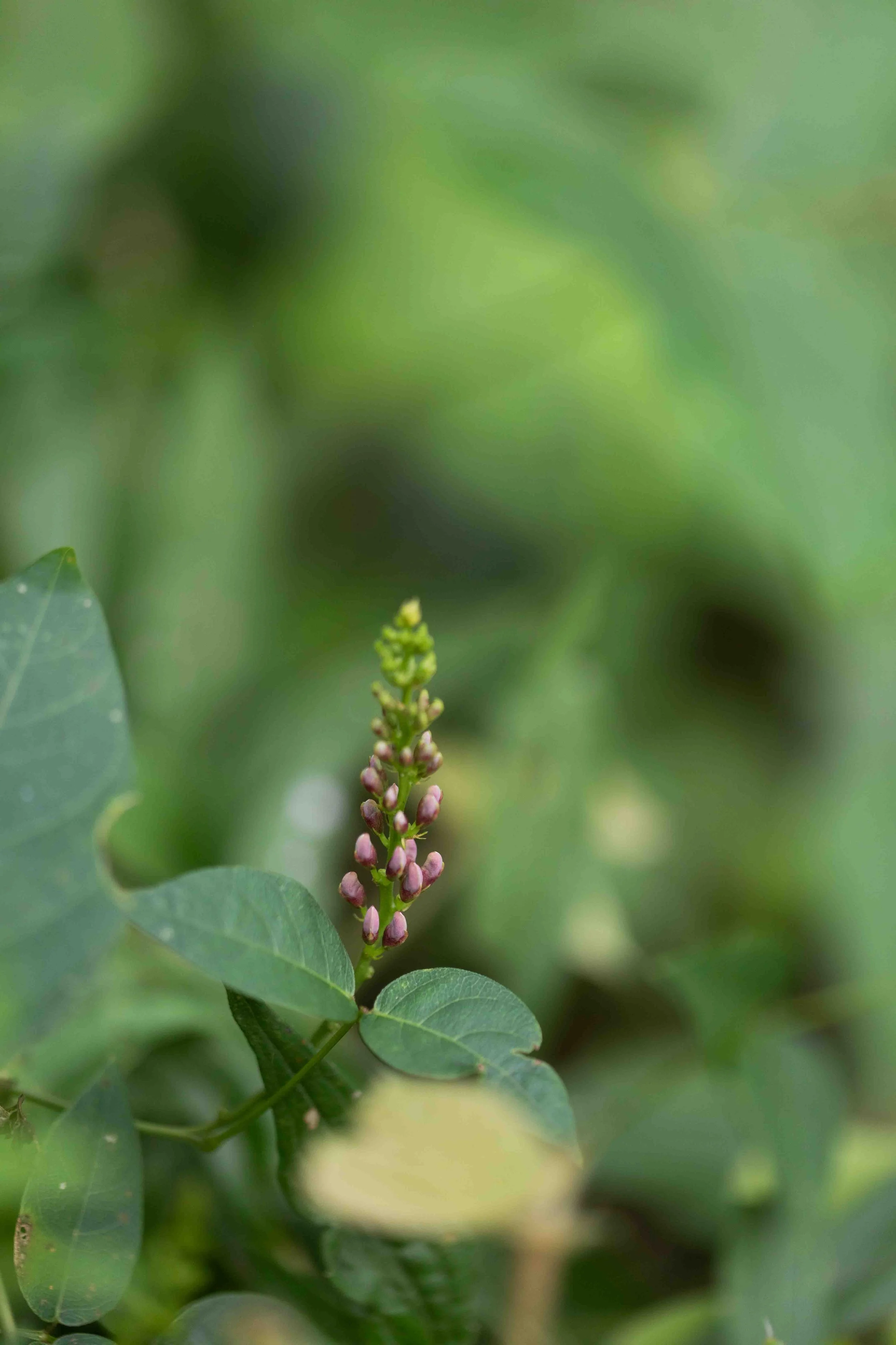 American Groundnut