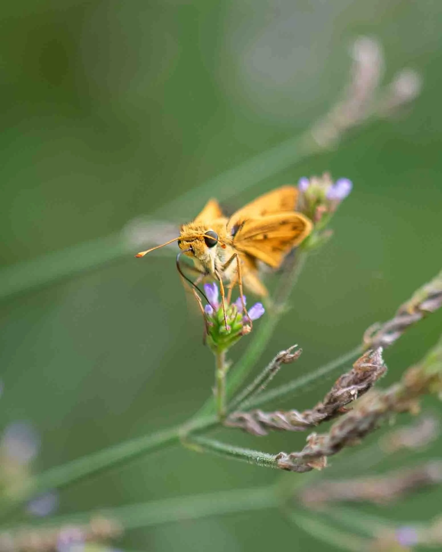 Brazilian Vervain