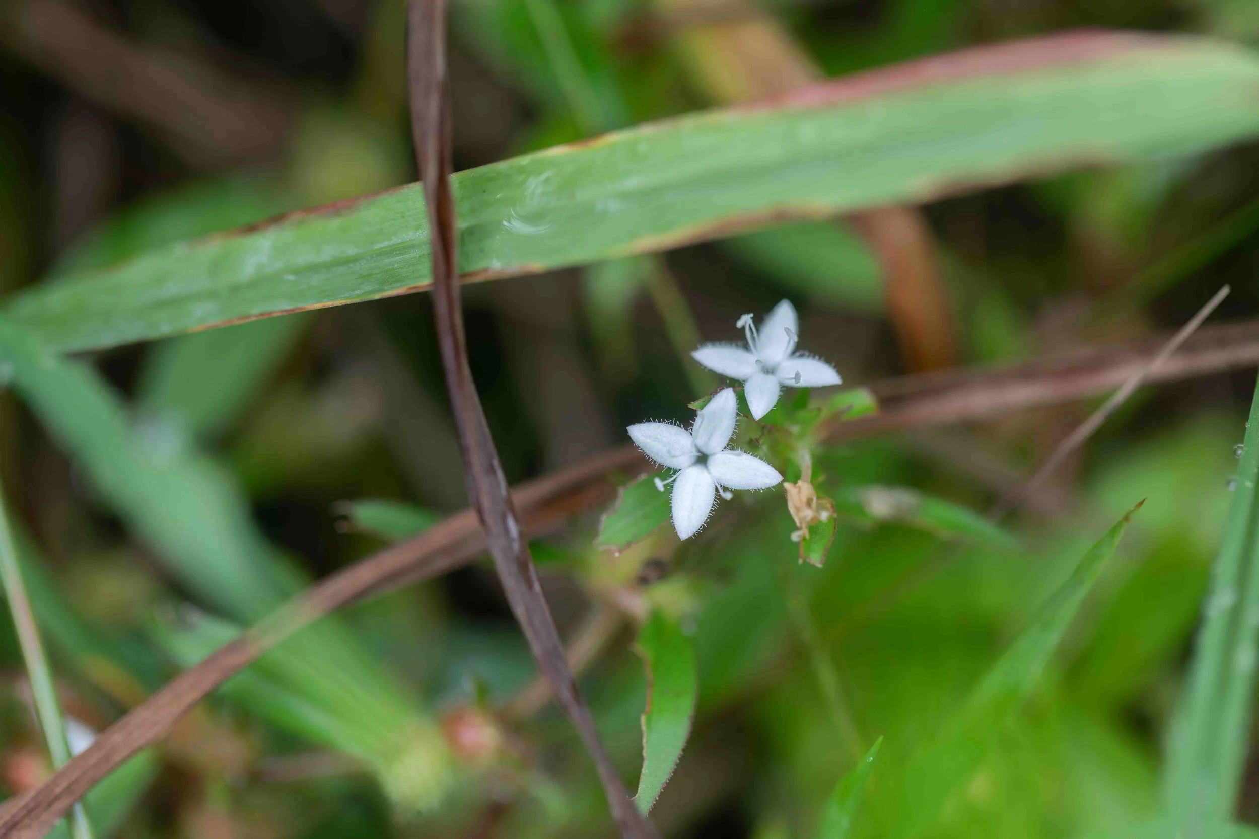 Virginia Buttonweed