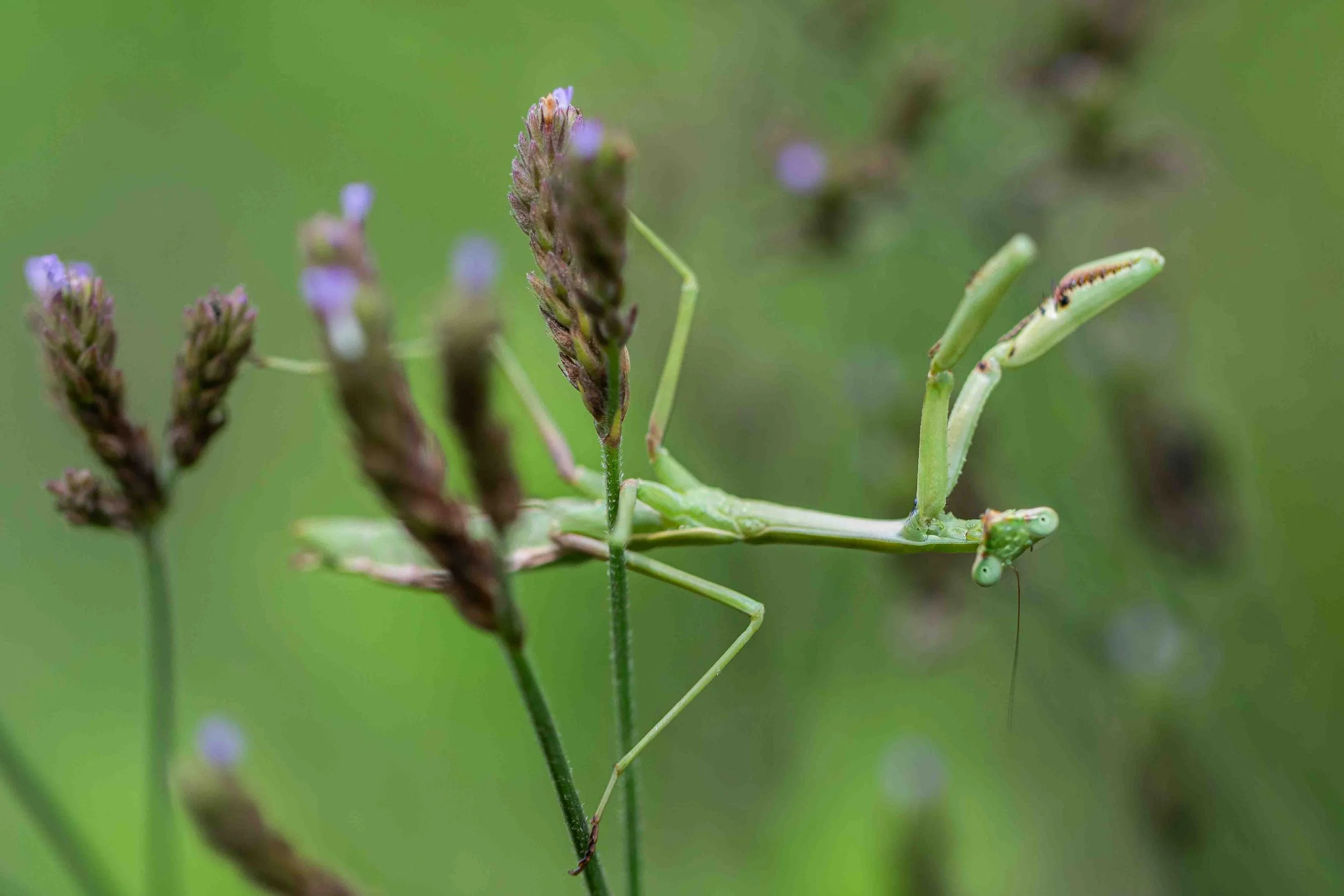 Giant Ironweed