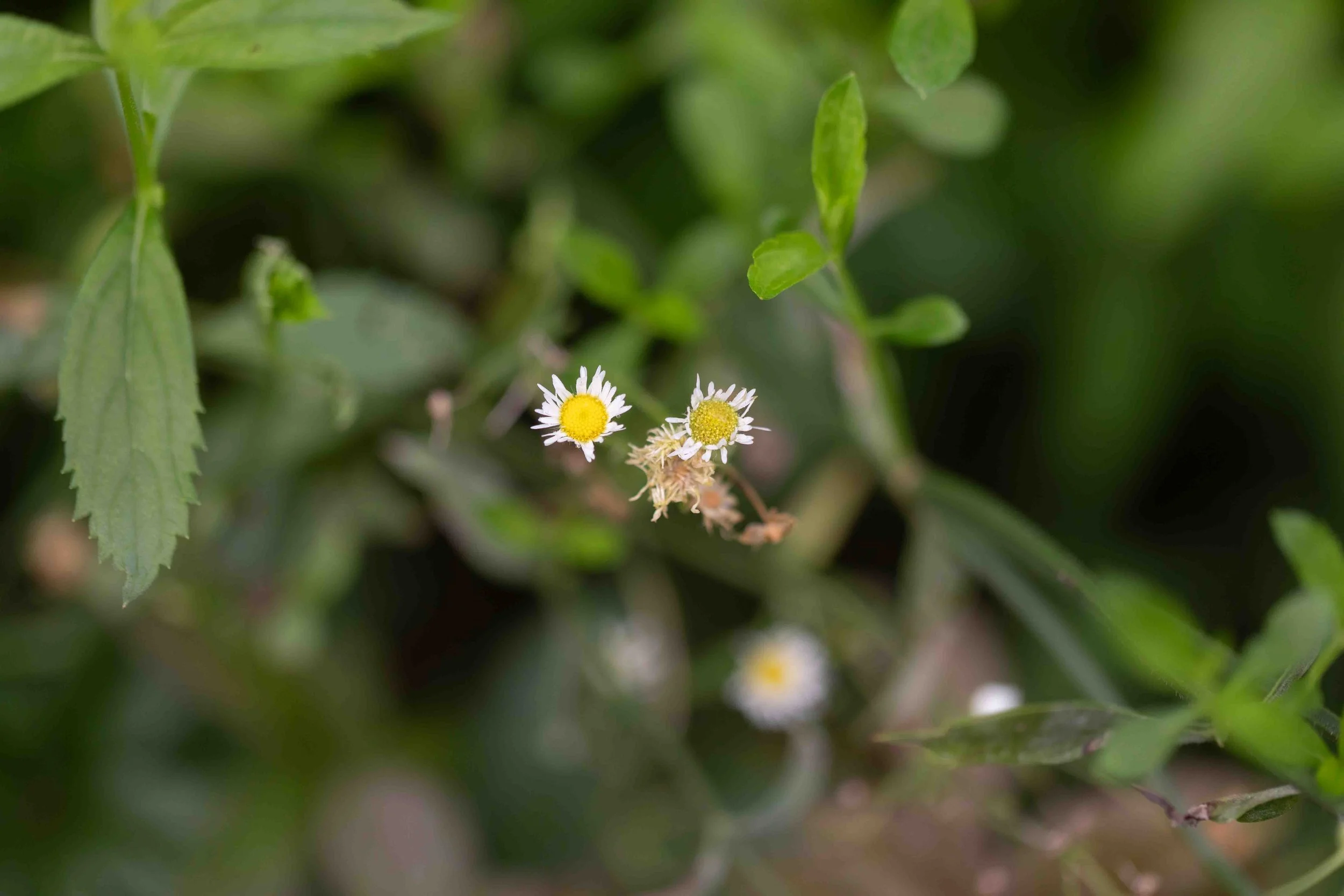 Prairie Fleabane