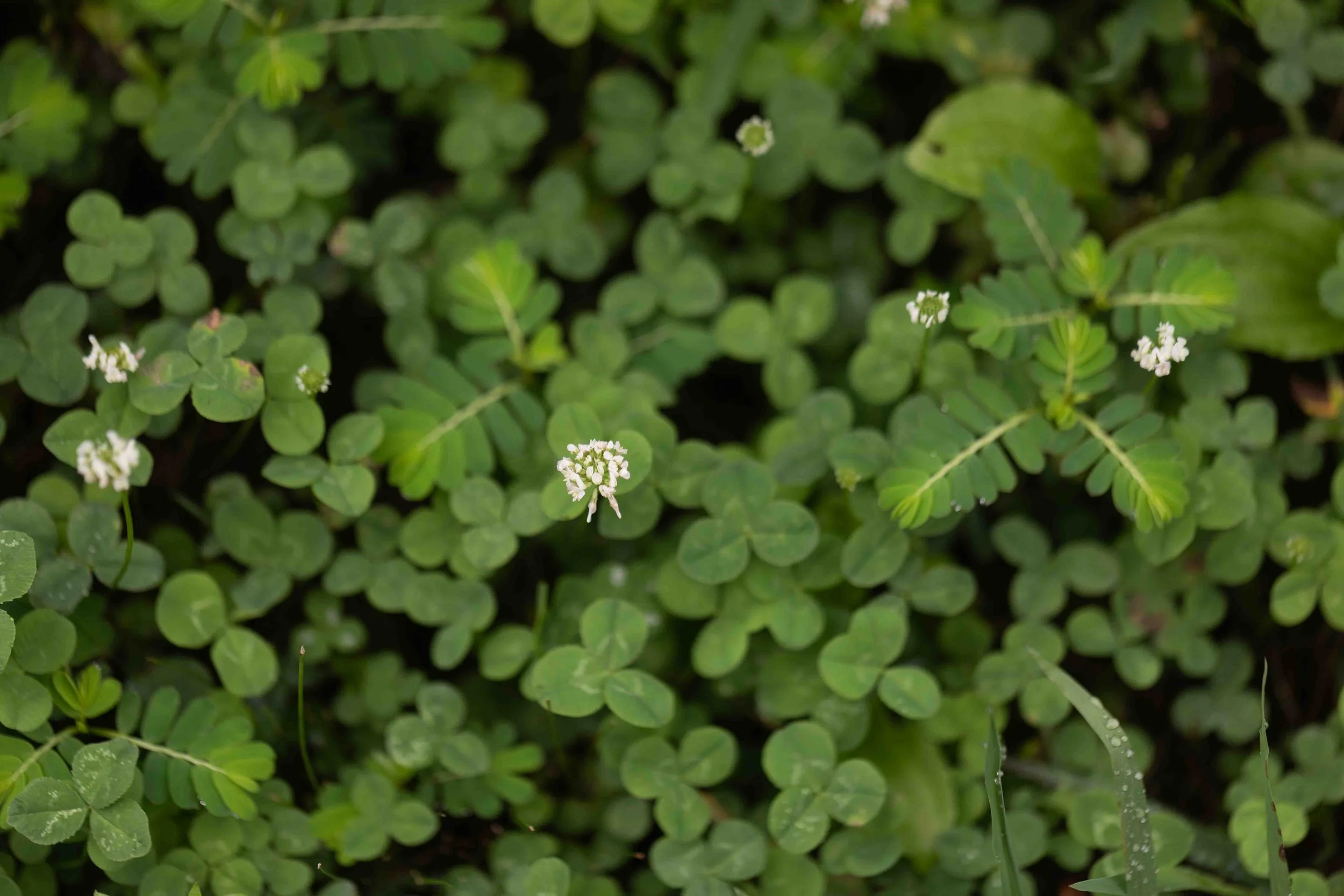 White Clover