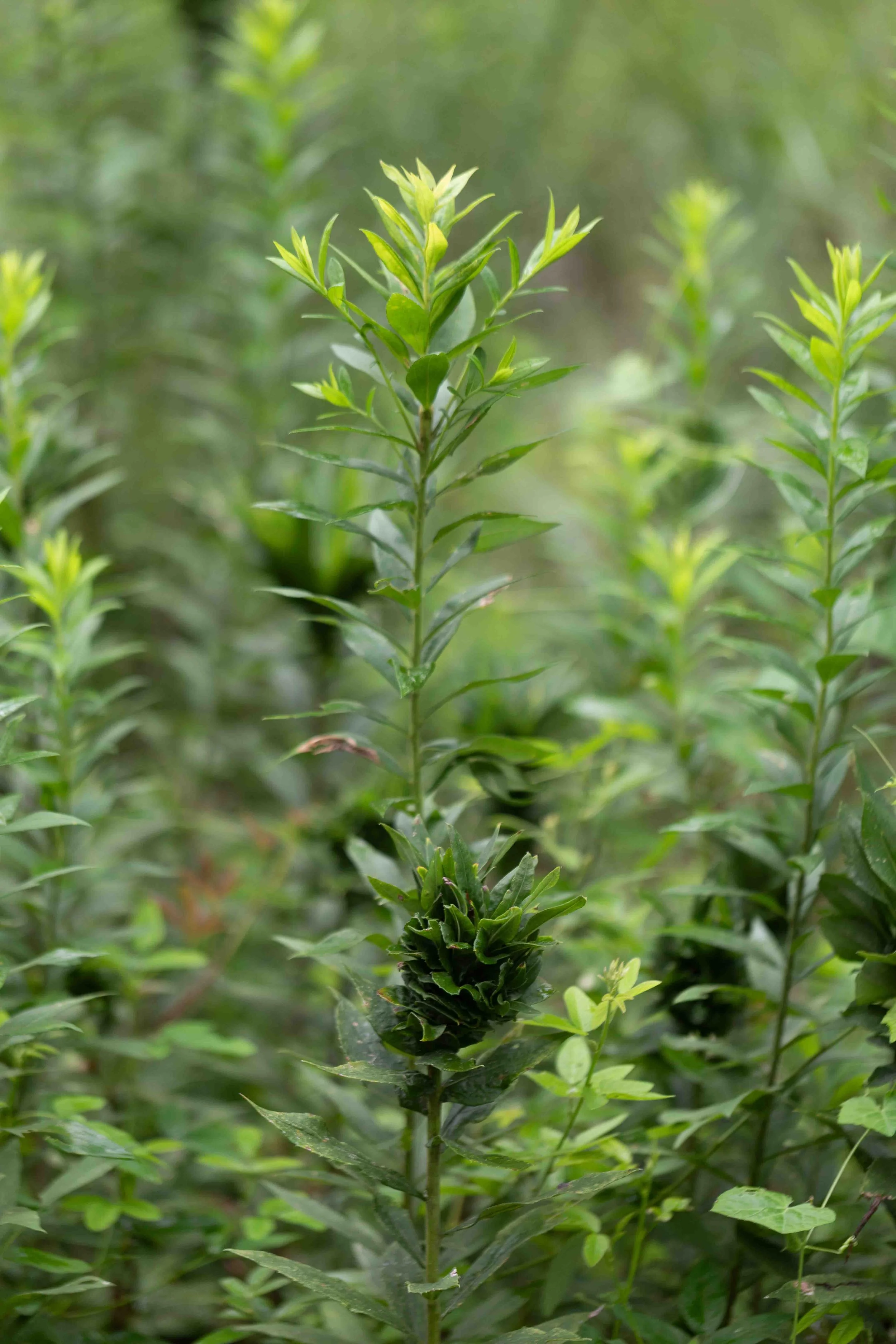 Tall Goldenrod