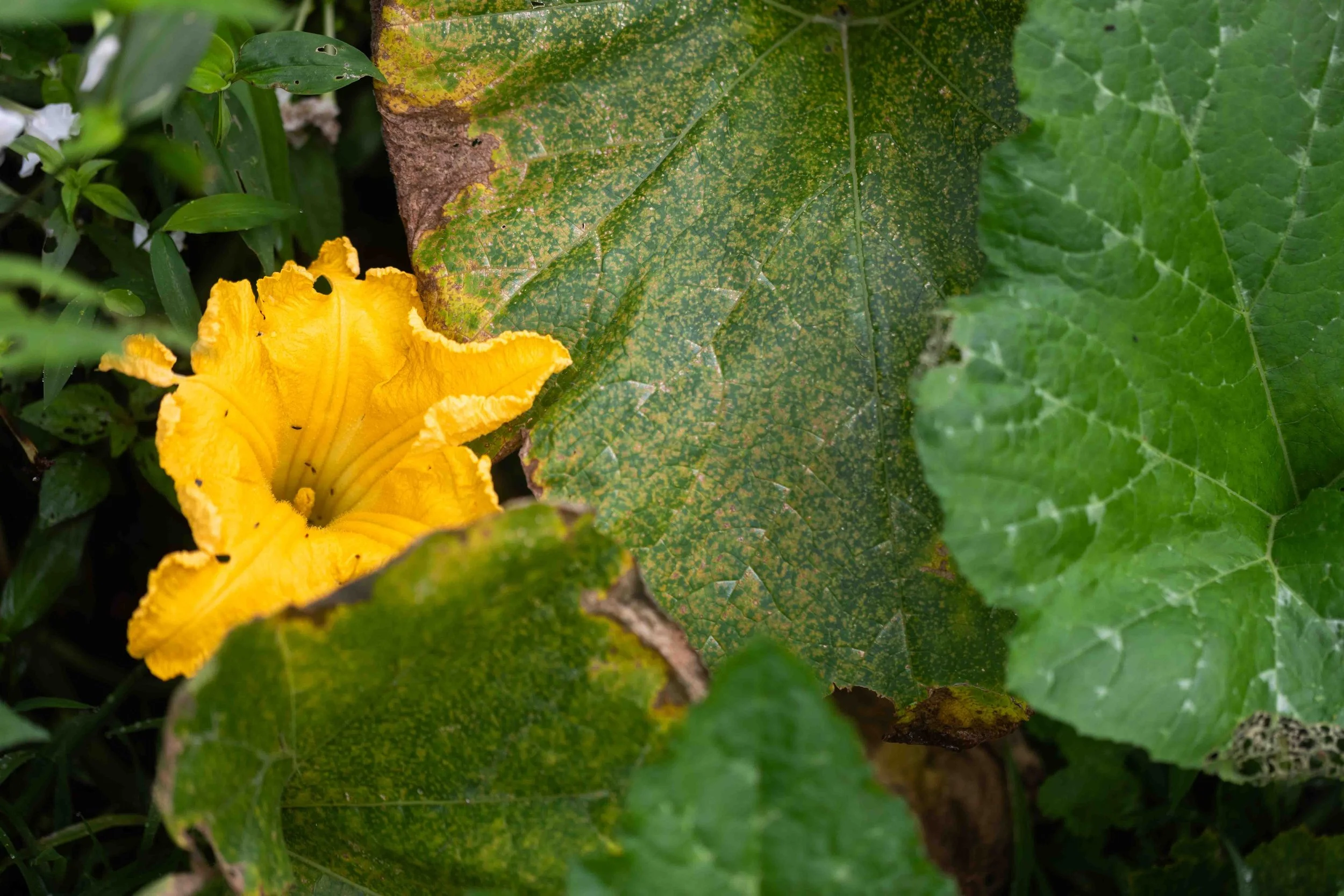 Summer Squash