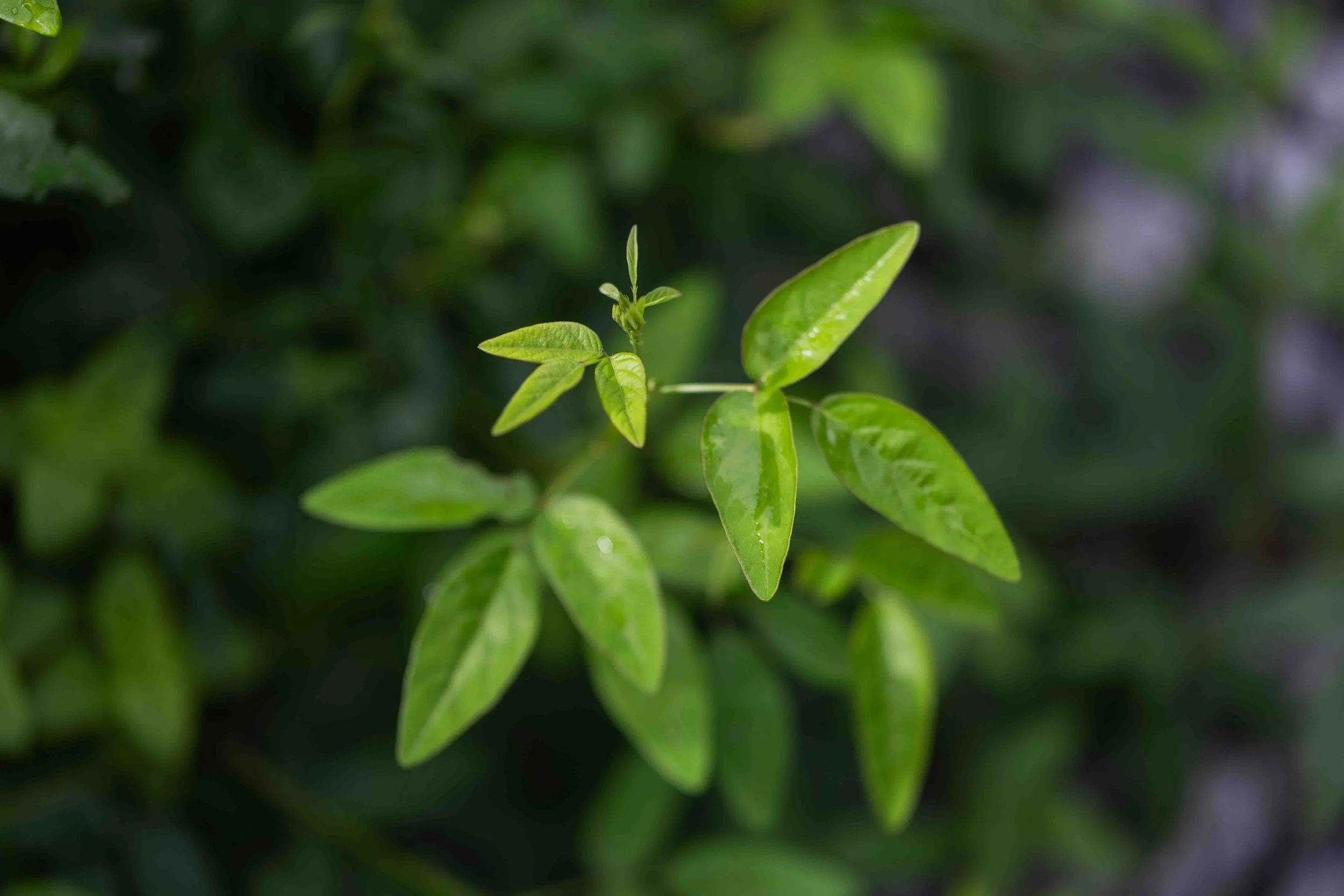 Panicledleaf Tricktrefoil