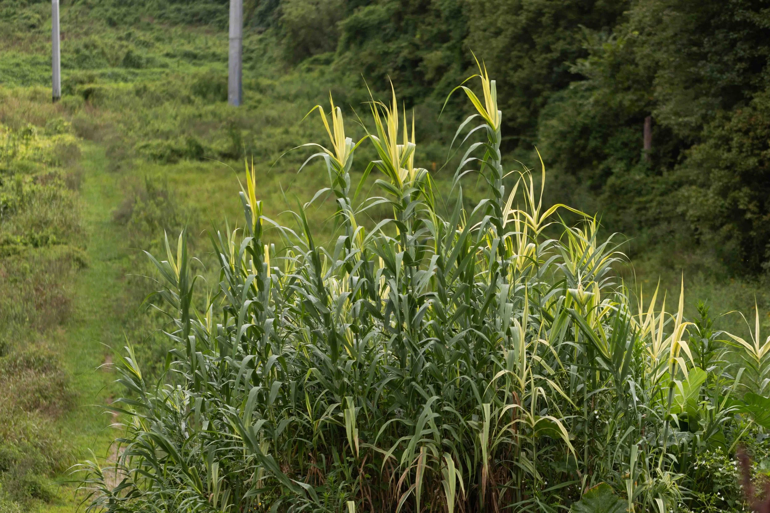 Giant Reed