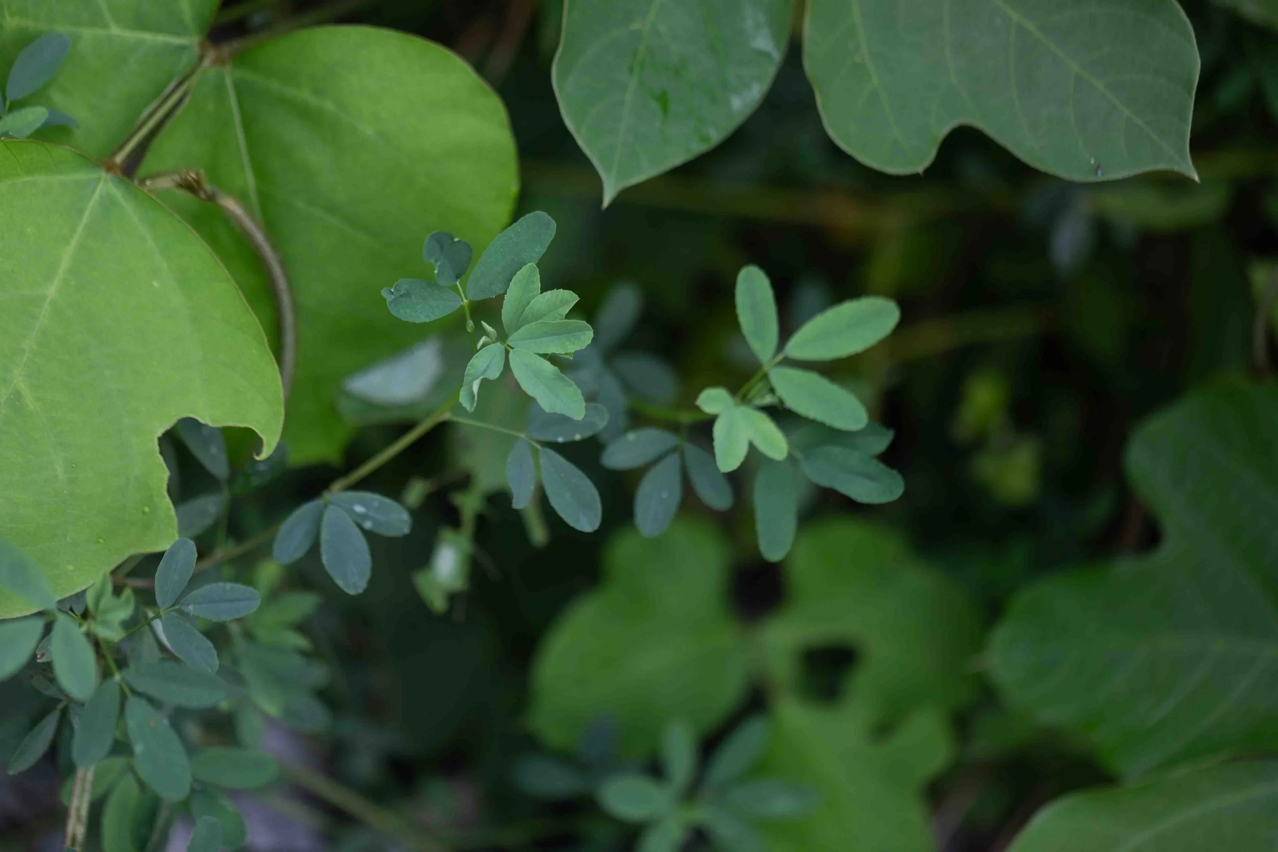 White Sweet Clover