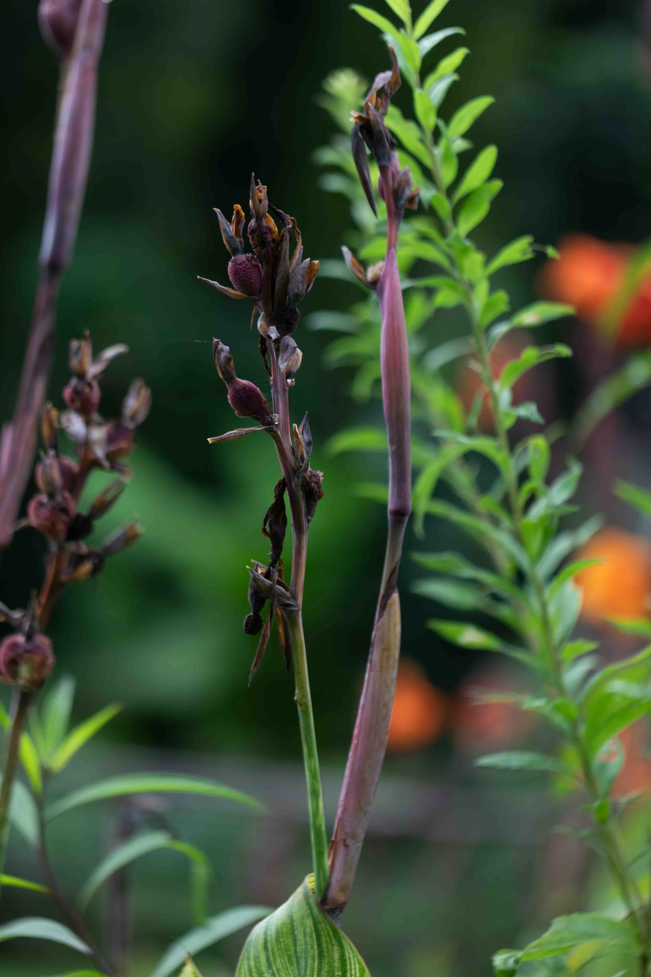 Canna Lily