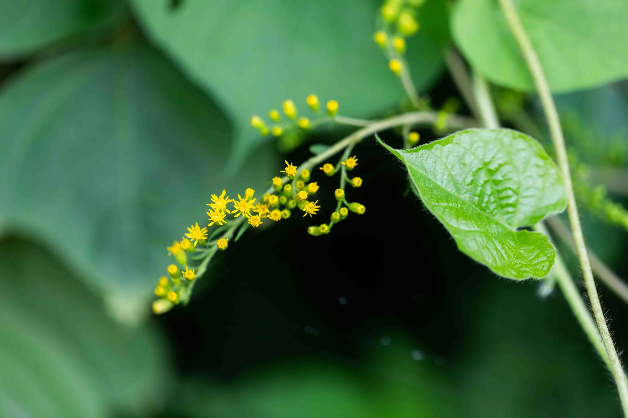 Giant Goldenrod