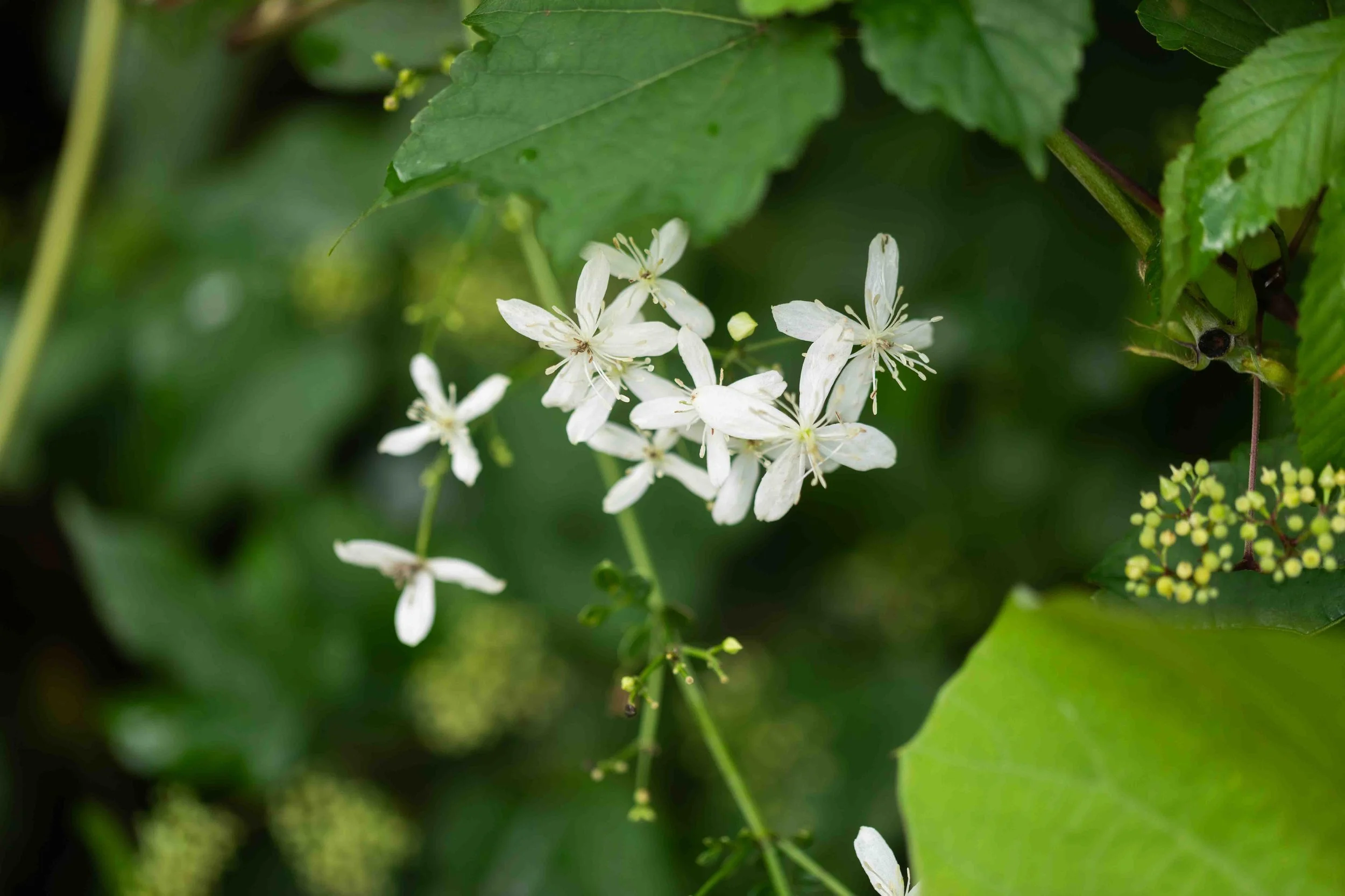 Virgin's Bower