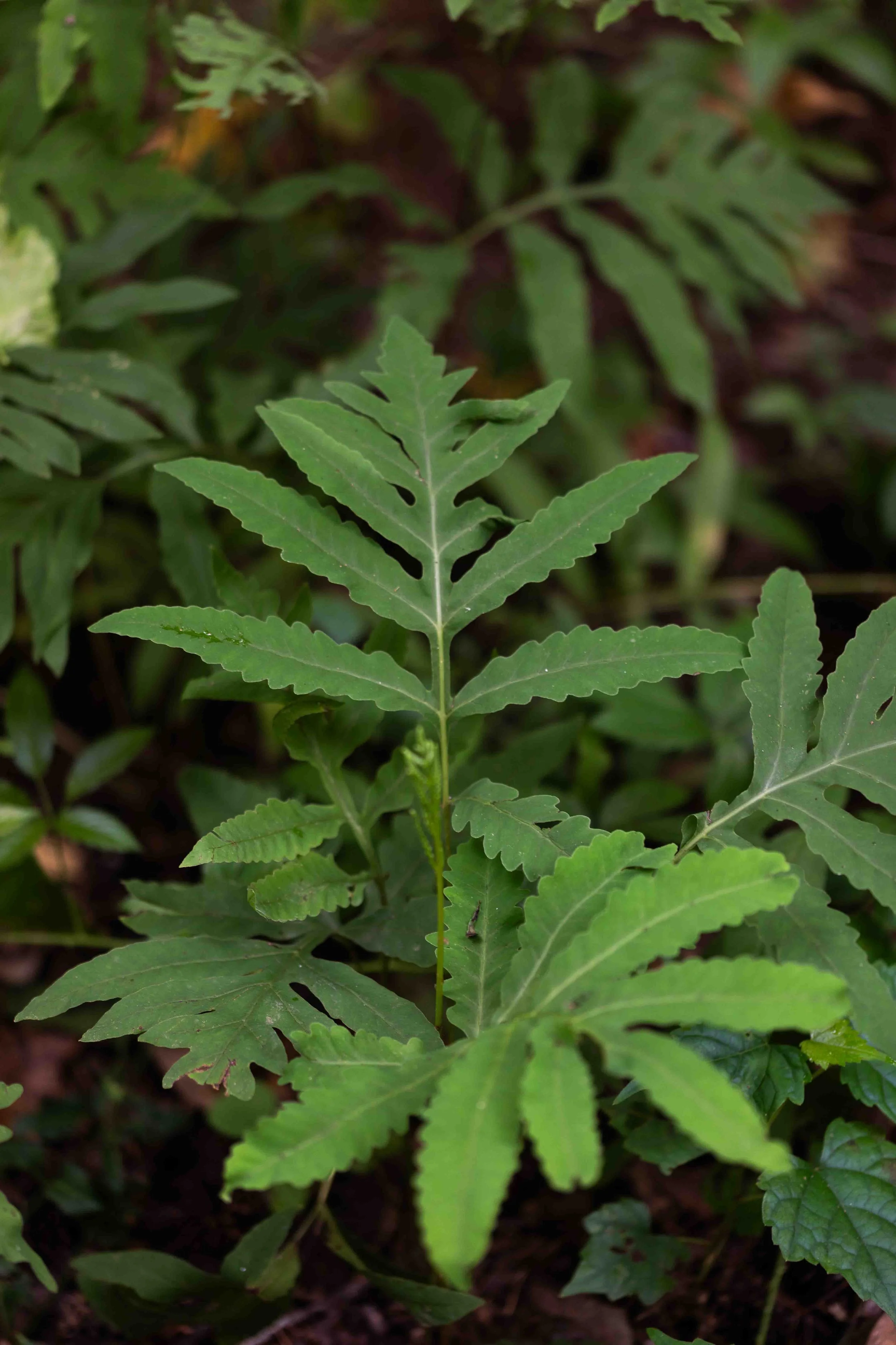 Sensitive Fern