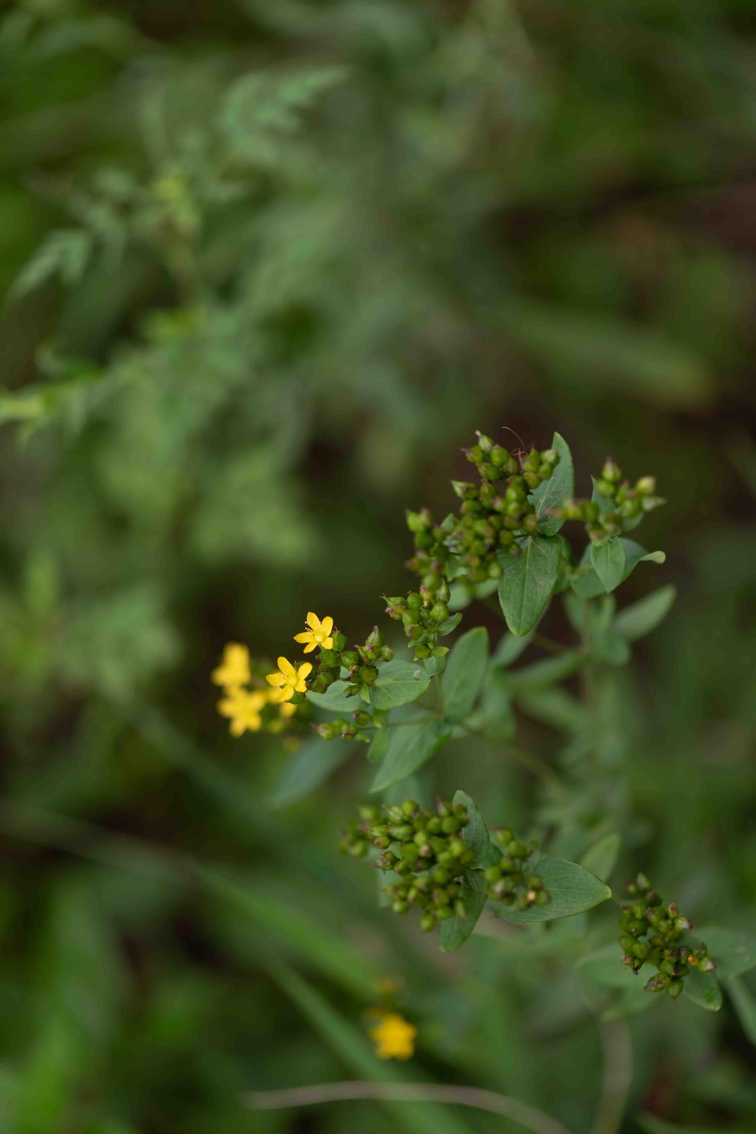 Spotted St. John's Wort