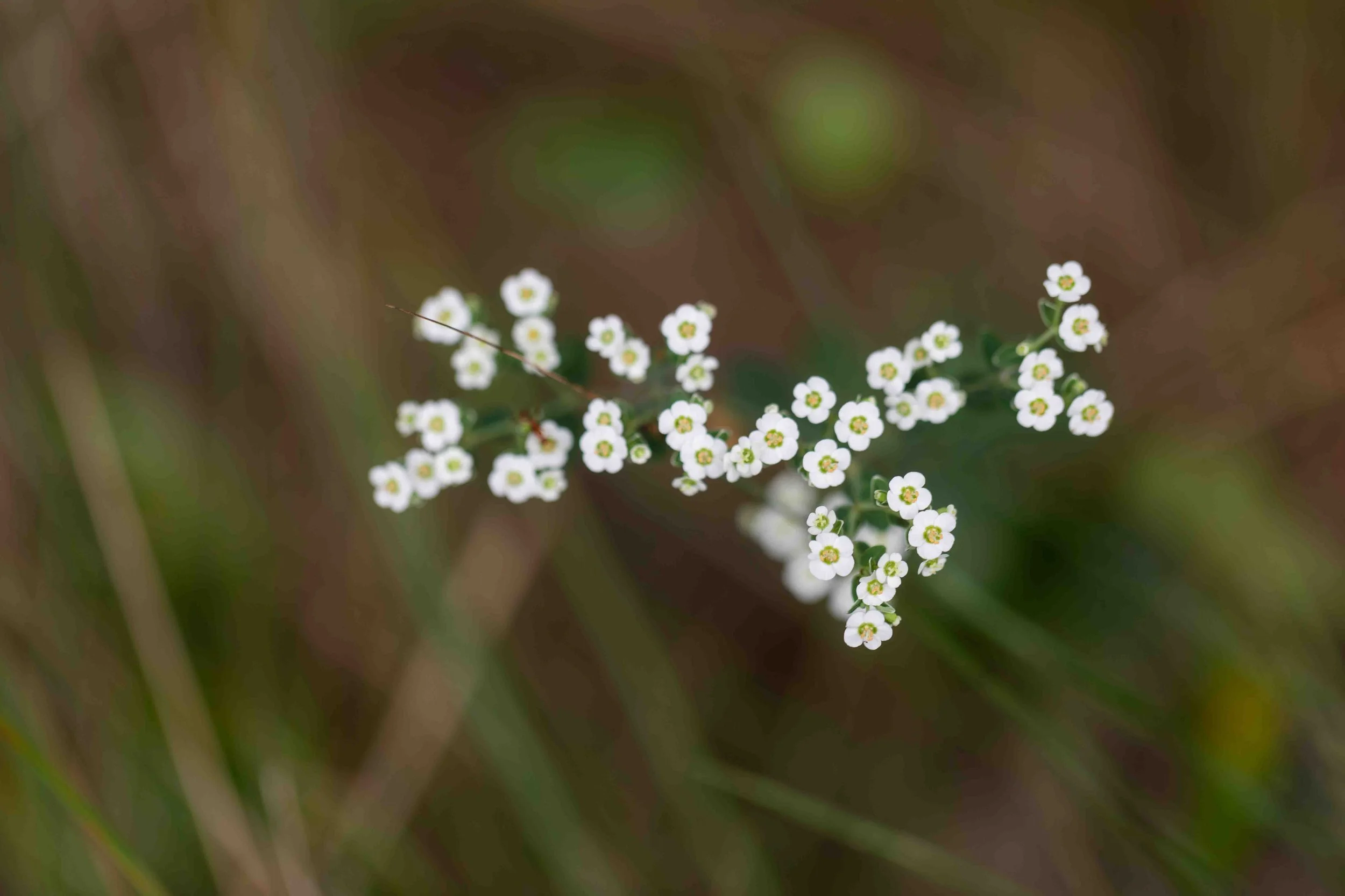 Flowering Spurge