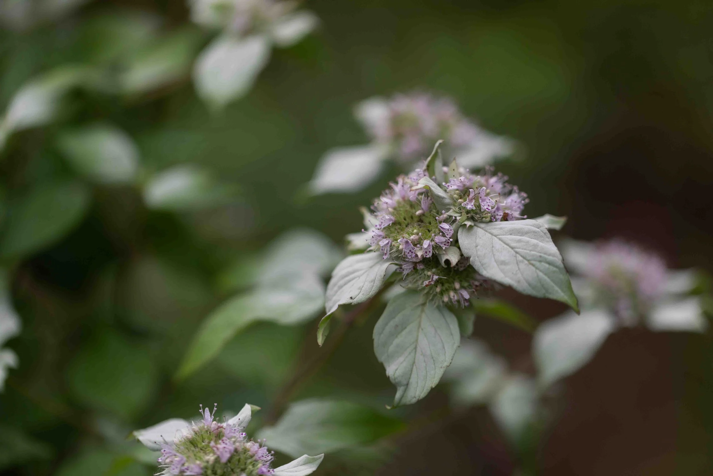 Hoary Mountain Mint
