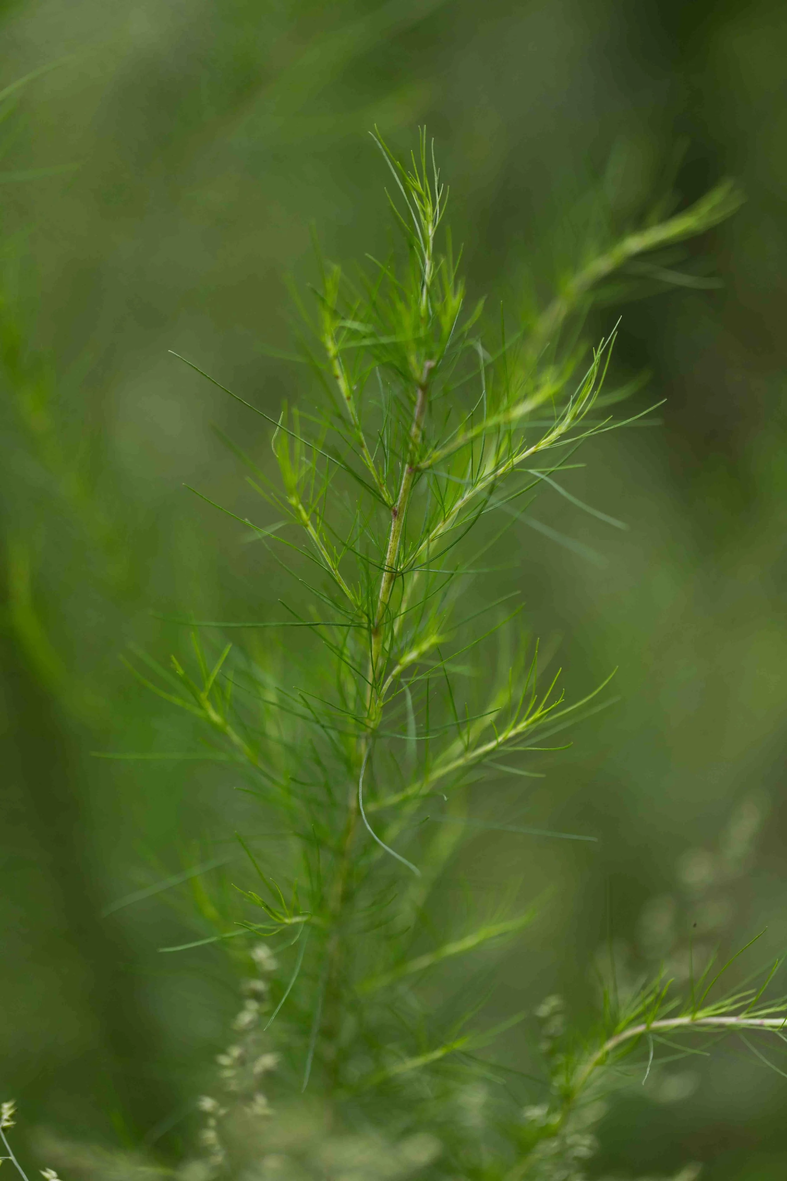 Dogfennel