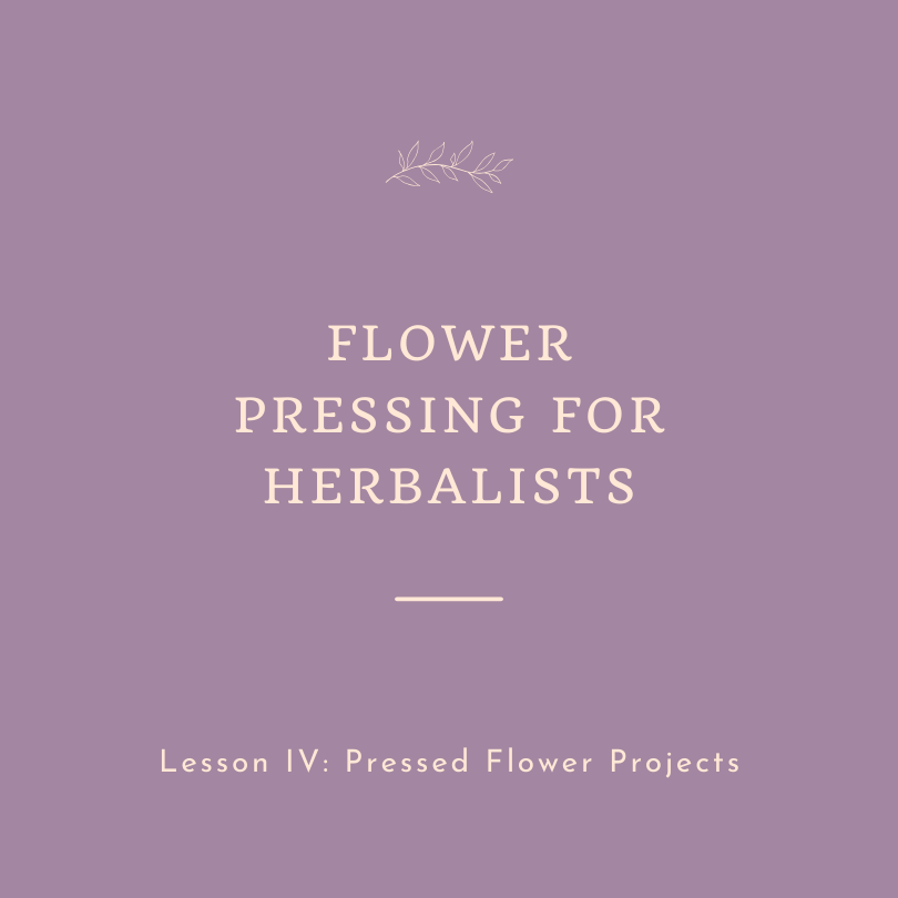 Flower Pressing for herbalists