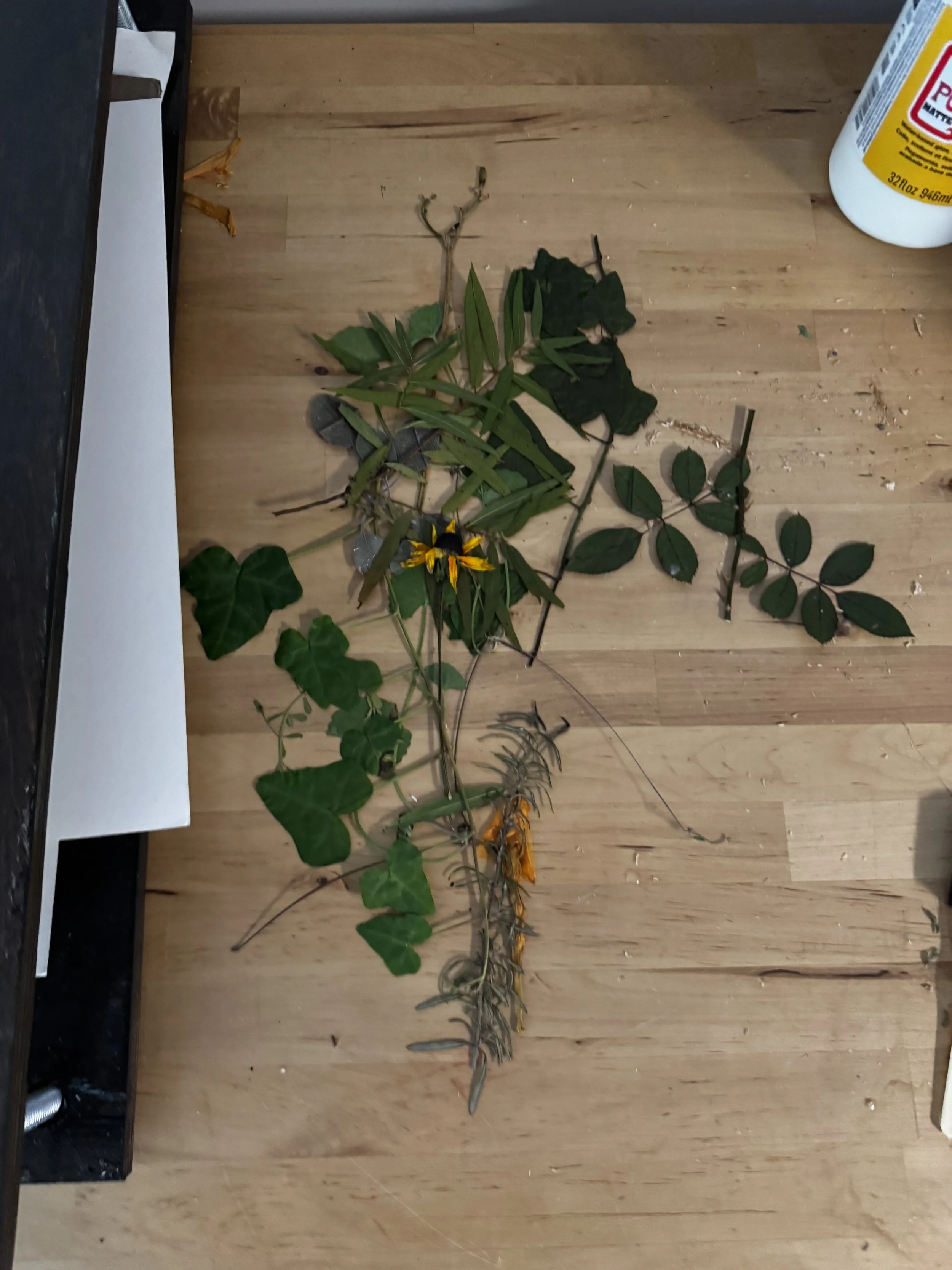 The Plants