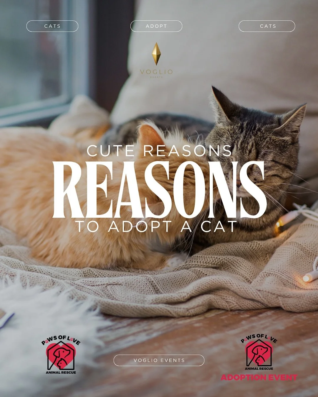 πΎβ¨ $1 Clothes + Cute Cats = The Purr-fect Saturday! β¨πΎ
Join us for our Cats & Clothes Pop-Up — where every outfit helps a furry friend find a forever home! π
ποΈ Date: October 11
π Time: 10:00 AM
π Location: 14833 Oak Vine Dr, Lutz,