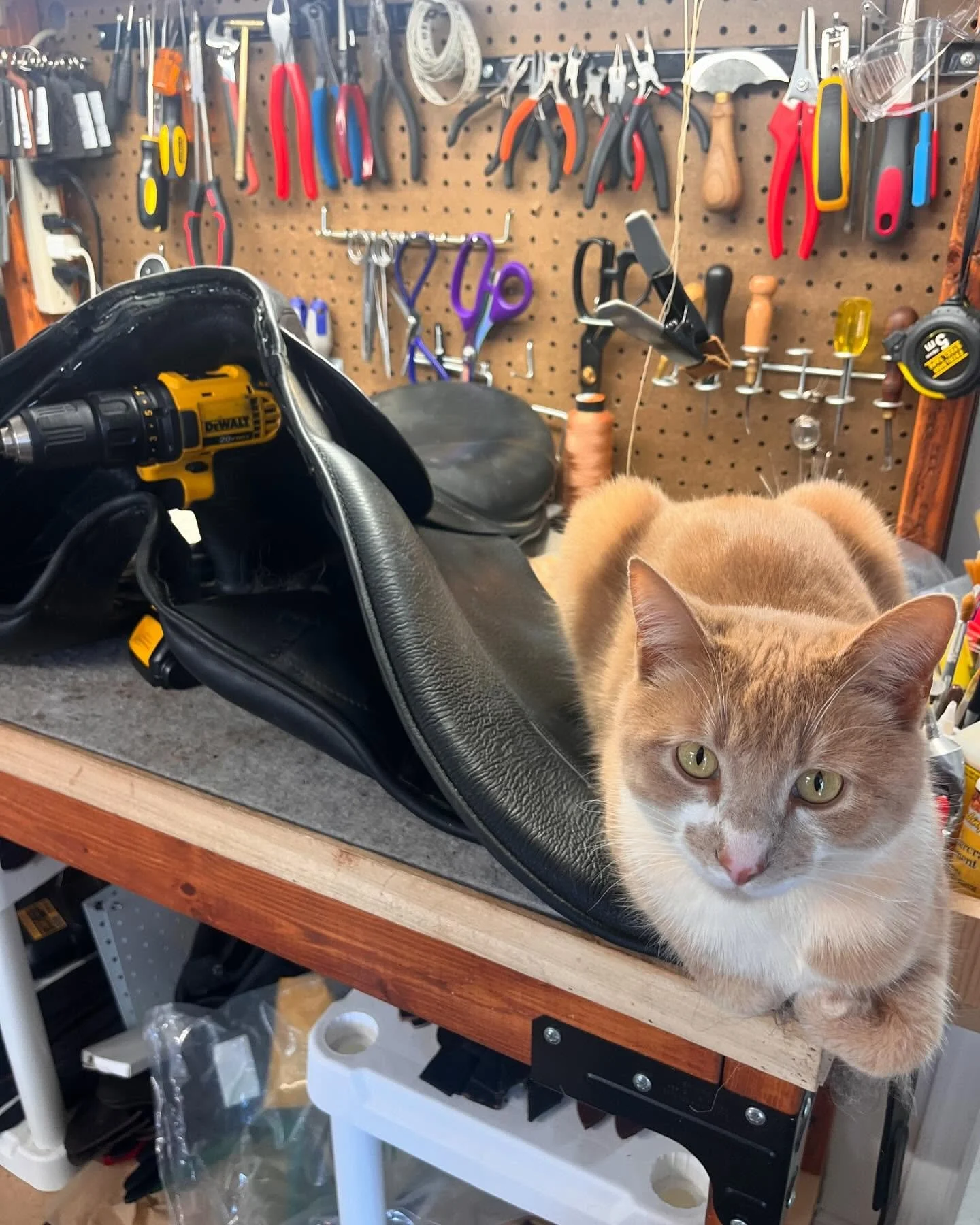 Cat sitting next to a saddle on table.