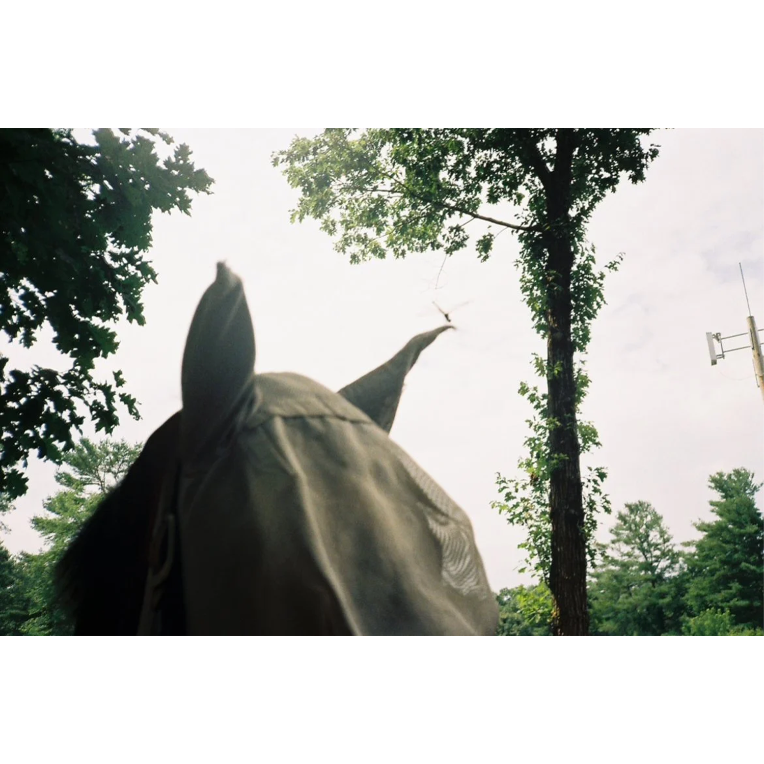 A horse's head with ears and mane in the foreground, looking upward towards the sky with trees, a bird, and a cell tower in the background.