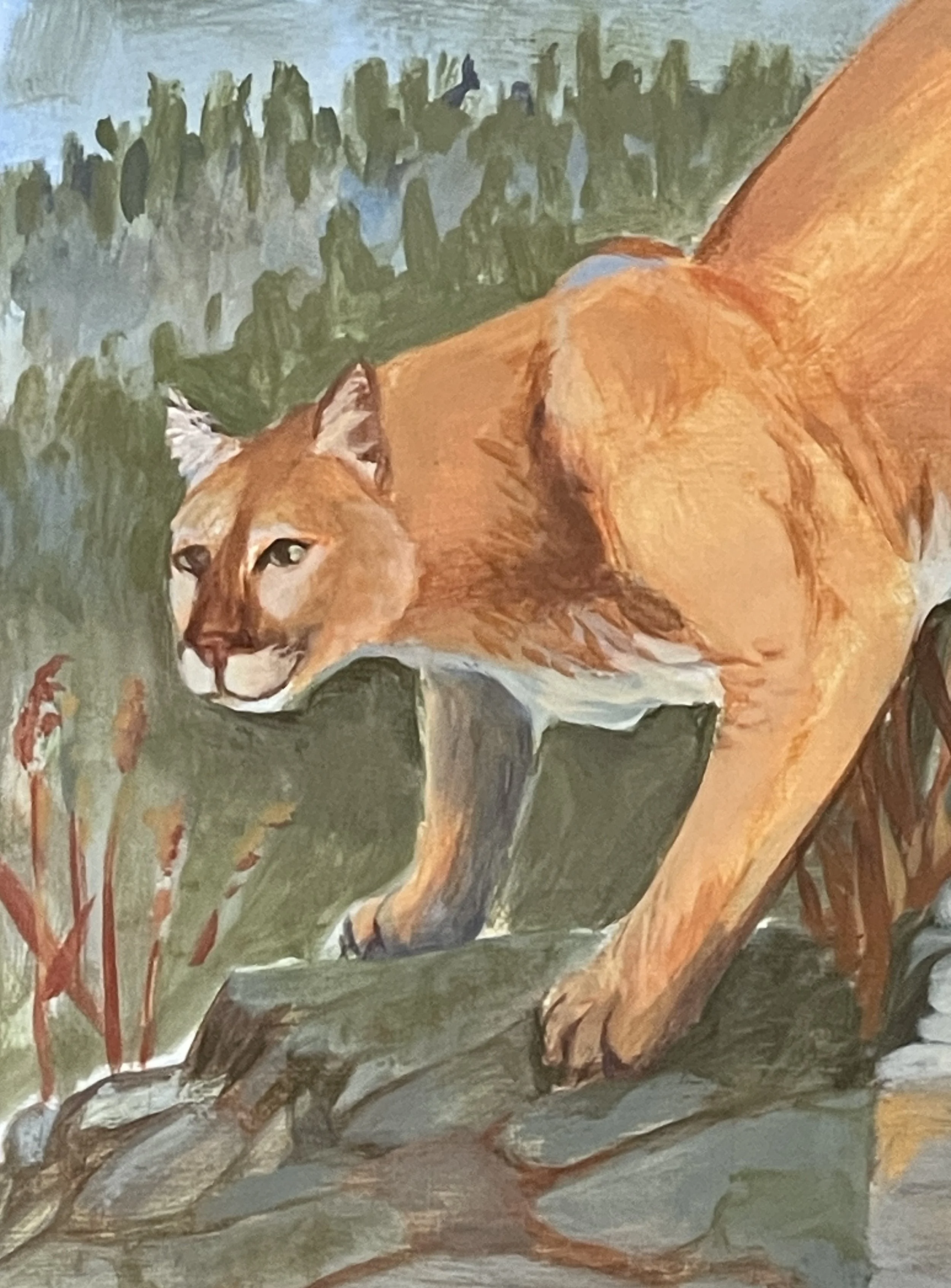 137_Mountain Lion 3.jpg