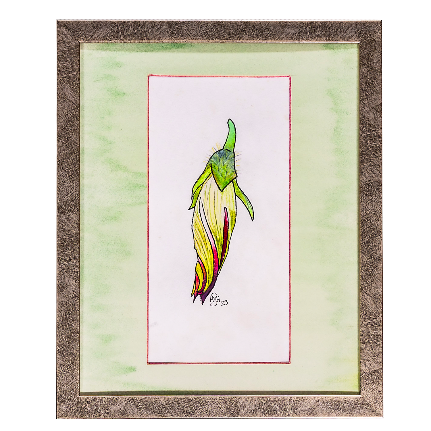 Unaccompanied Morning Glory Bud