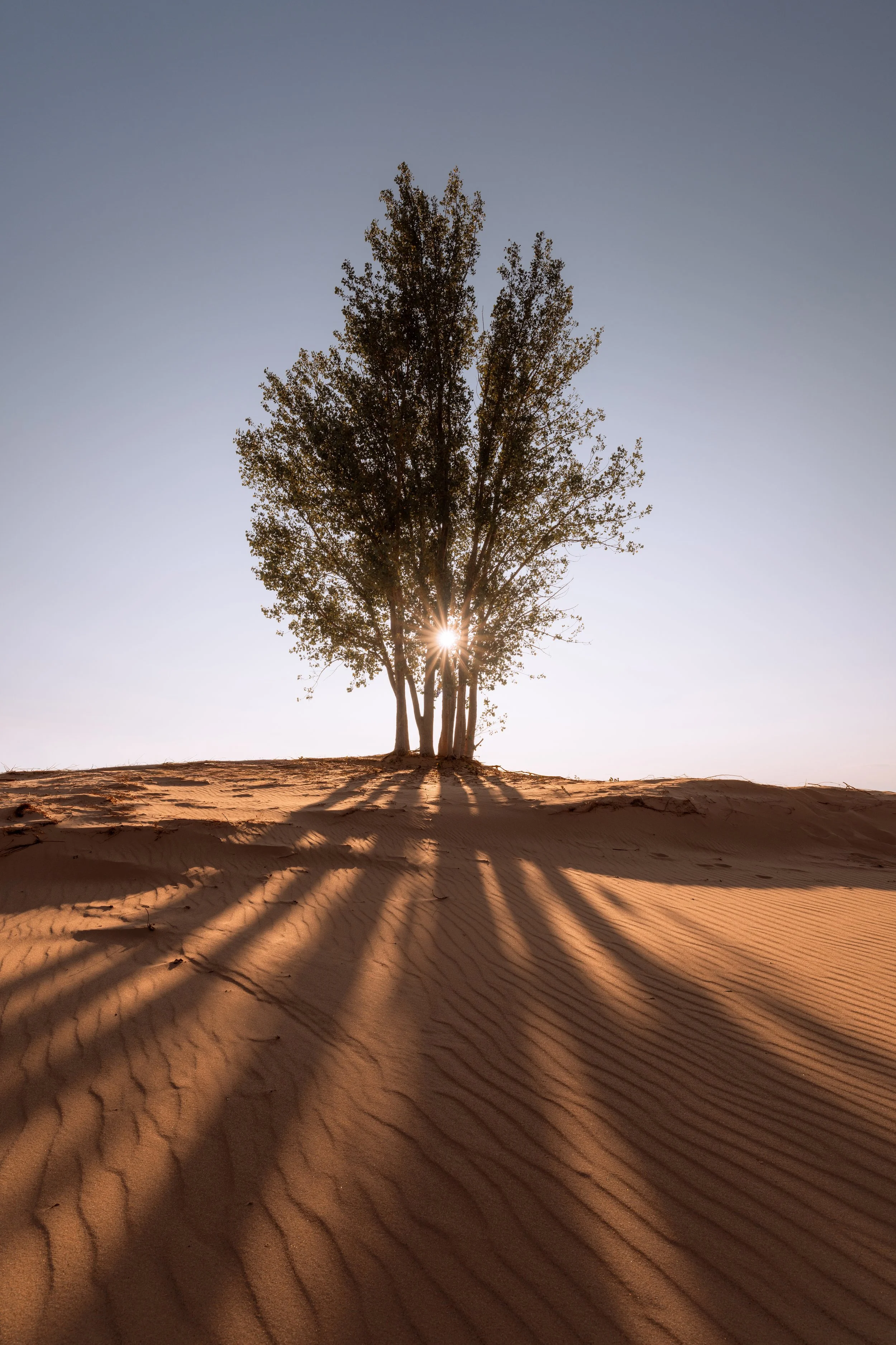 Silver_Lake_Tree.jpg