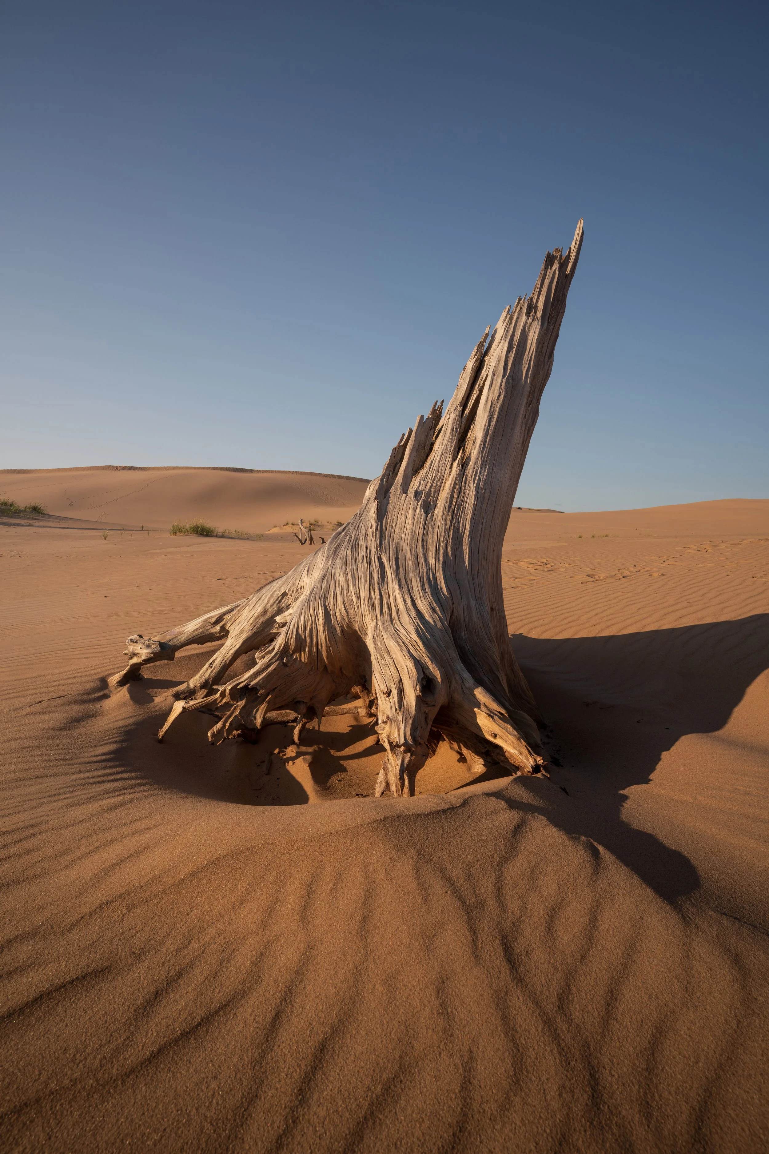 Sand_Dunes_Stump.jpg