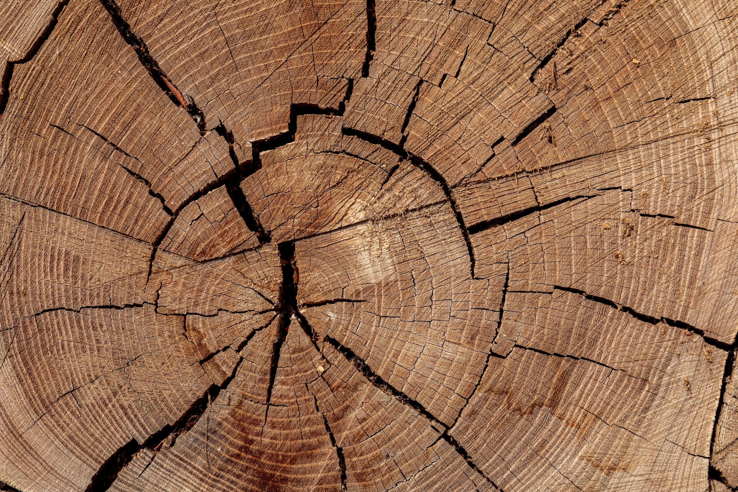 Close-up of a cross-section of a tree log showing growth rings and cracks.