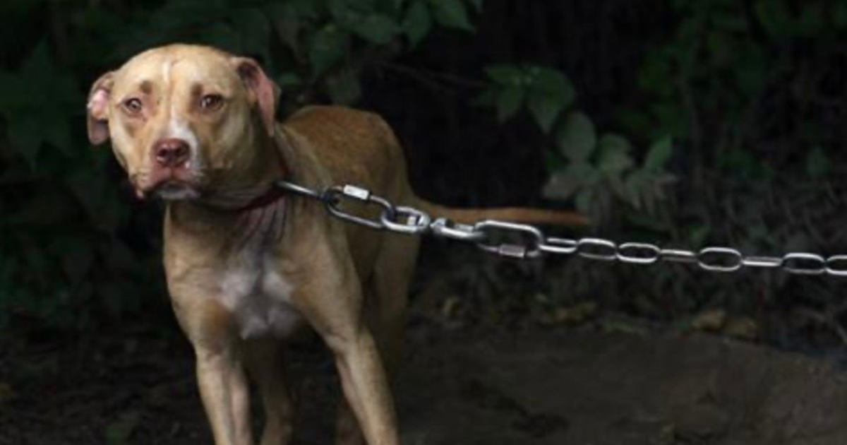 Despite some opposition, Alabama Legislature approves dog tethering law