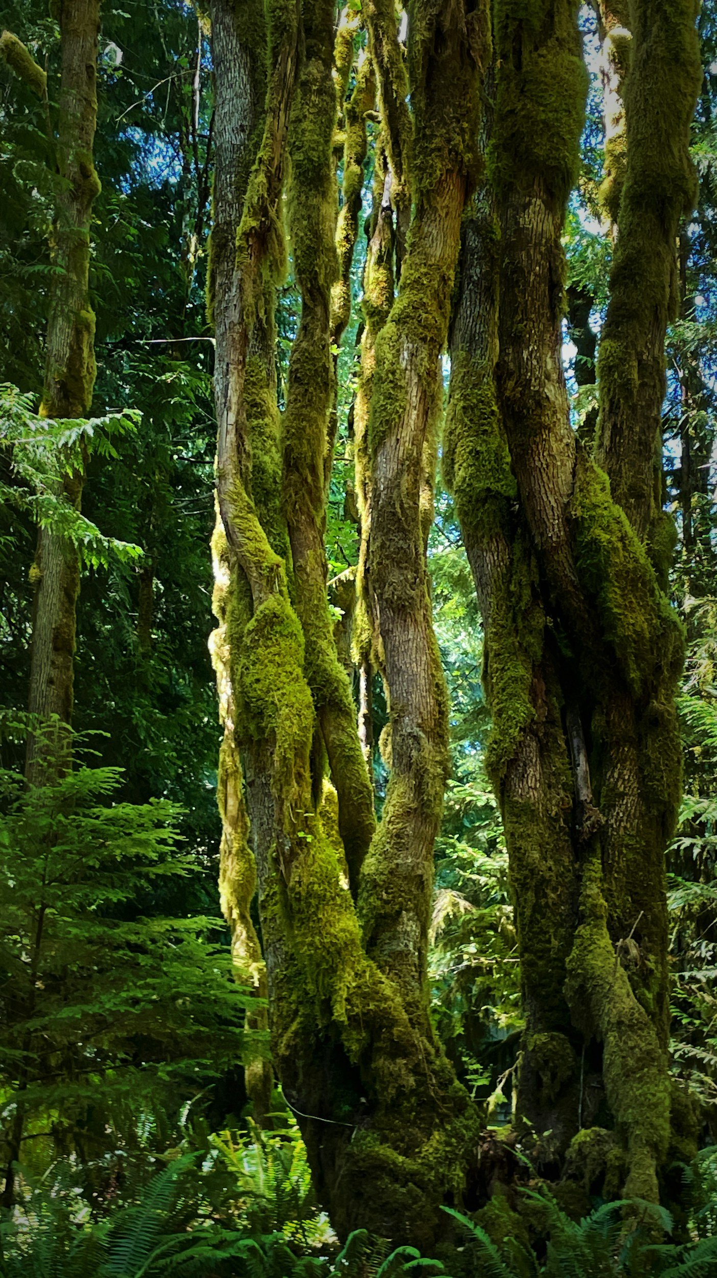 Close-up of moss-covered tree trunks in a lush green forest with sunlight filtering through the leaves.
