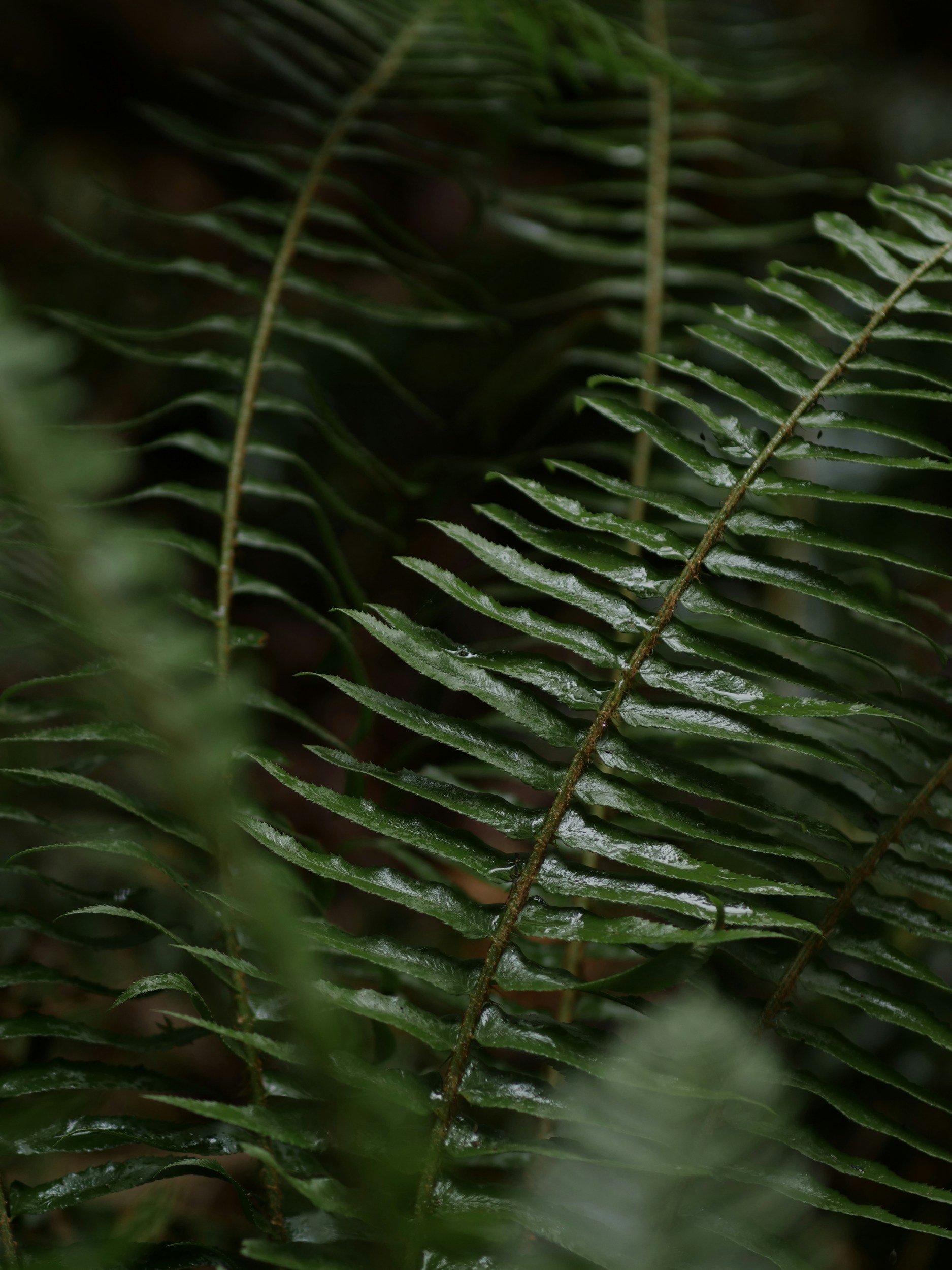 Close-up of green fern leaves with a slightly blurred background.