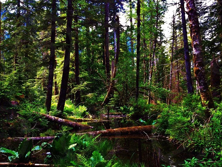 Dense forest with tall trees, fallen logs, and a small stream.