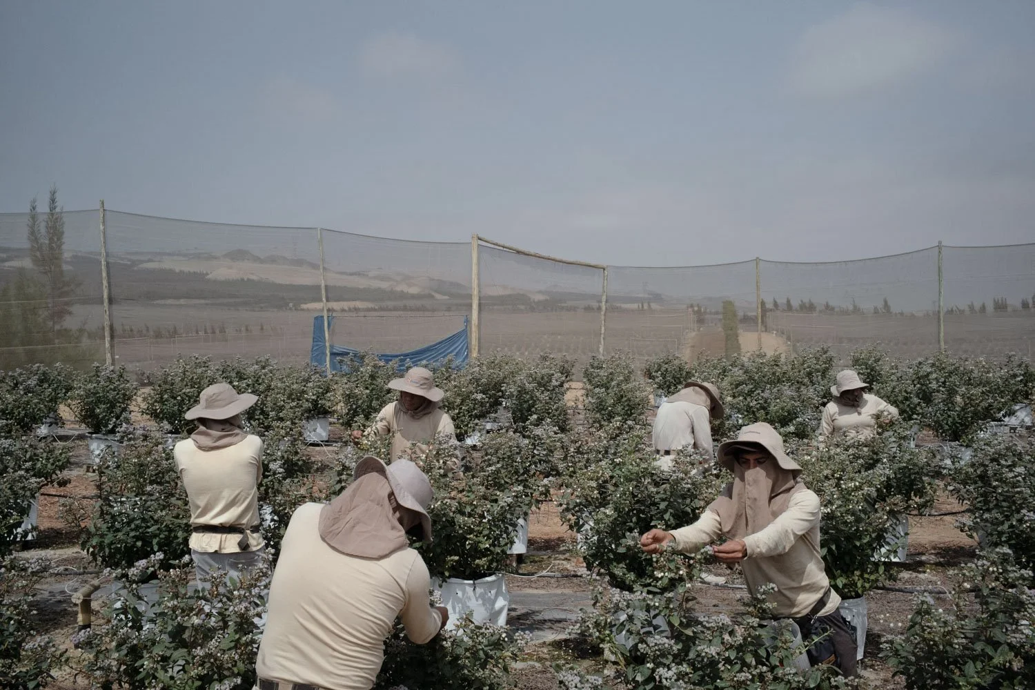 peru-blueberries-global-export-top-producer-alessandrocinque