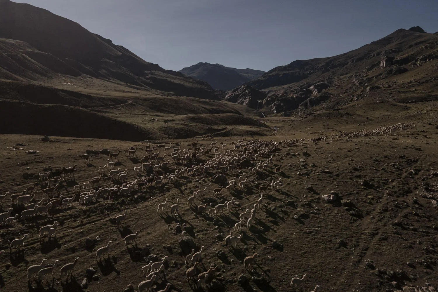 peru-alpacas-andes-highlands-Indigenouscommunities-alessandrocinque-NationalGeographic-Worldpressphoto