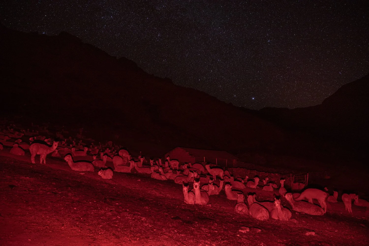 peru-alpacas-andes-highlands-Indigenouscommunities-alessandrocinque-NationalGeographic-Worldpressphoto