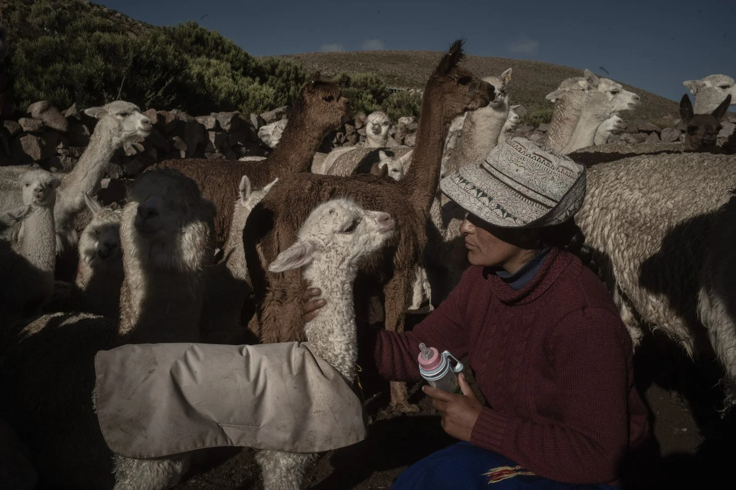 peru-alpacas-andes-highlands-Indigenouscommunities-alessandrocinque-NationalGeographic-Worldpressphoto