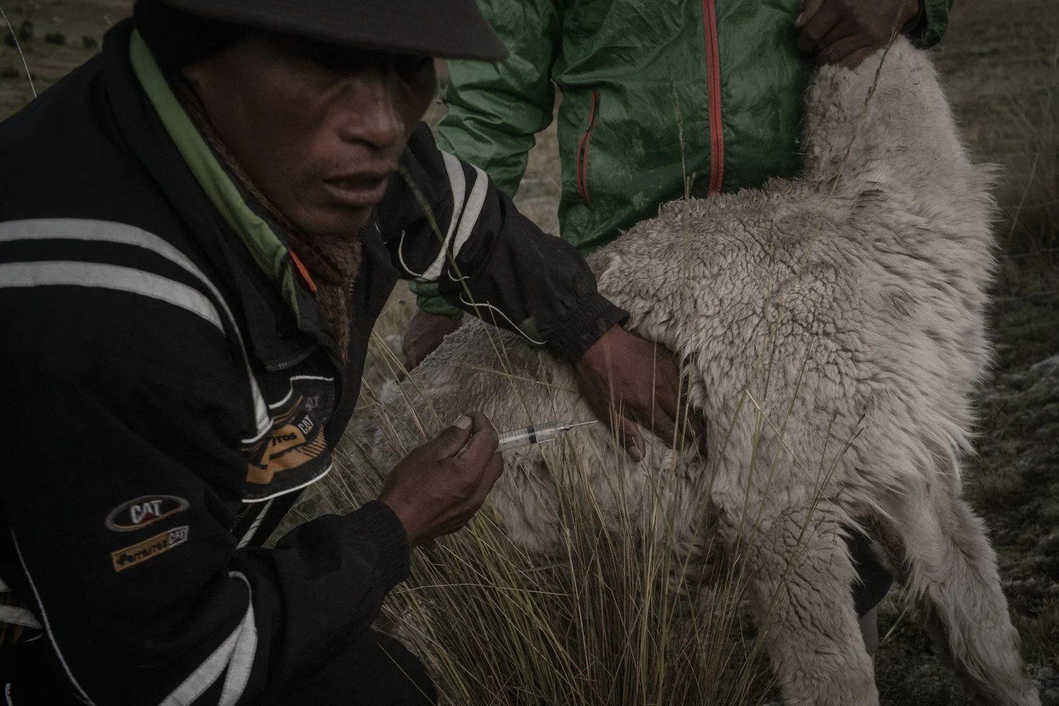 peru-alpacas-andes-highlands-Indigenouscommunities-alessandrocinque-NationalGeographic-Worldpressphoto
