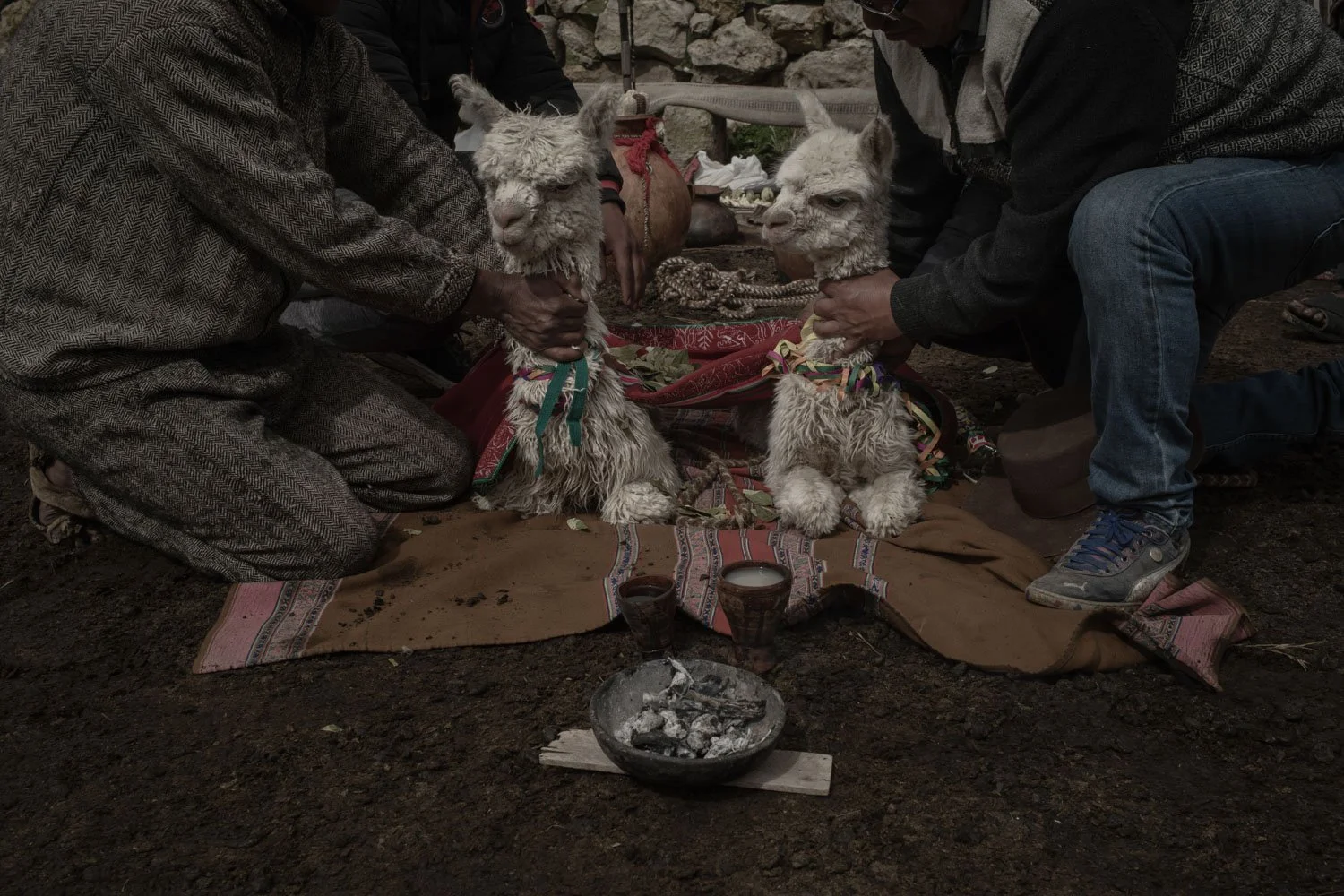 peru-alpacas-andes-highlands-Indigenouscommunities-alessandrocinque-NationalGeographic-Worldpressphoto