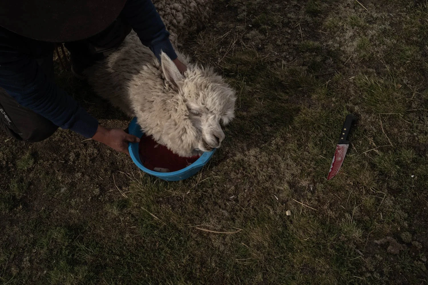 peru-alpacas-andes-highlands-Indigenouscommunities-alessandrocinque-NationalGeographic-Worldpressphoto