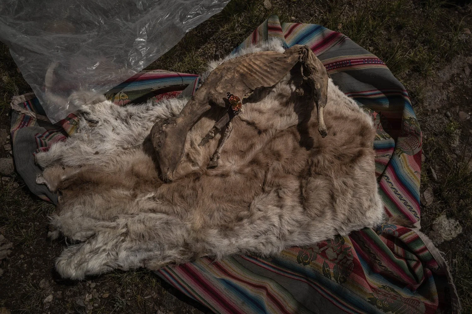 peru-alpacas-andes-highlands-Indigenouscommunities-alessandrocinque-NationalGeographic-Worldpressphoto