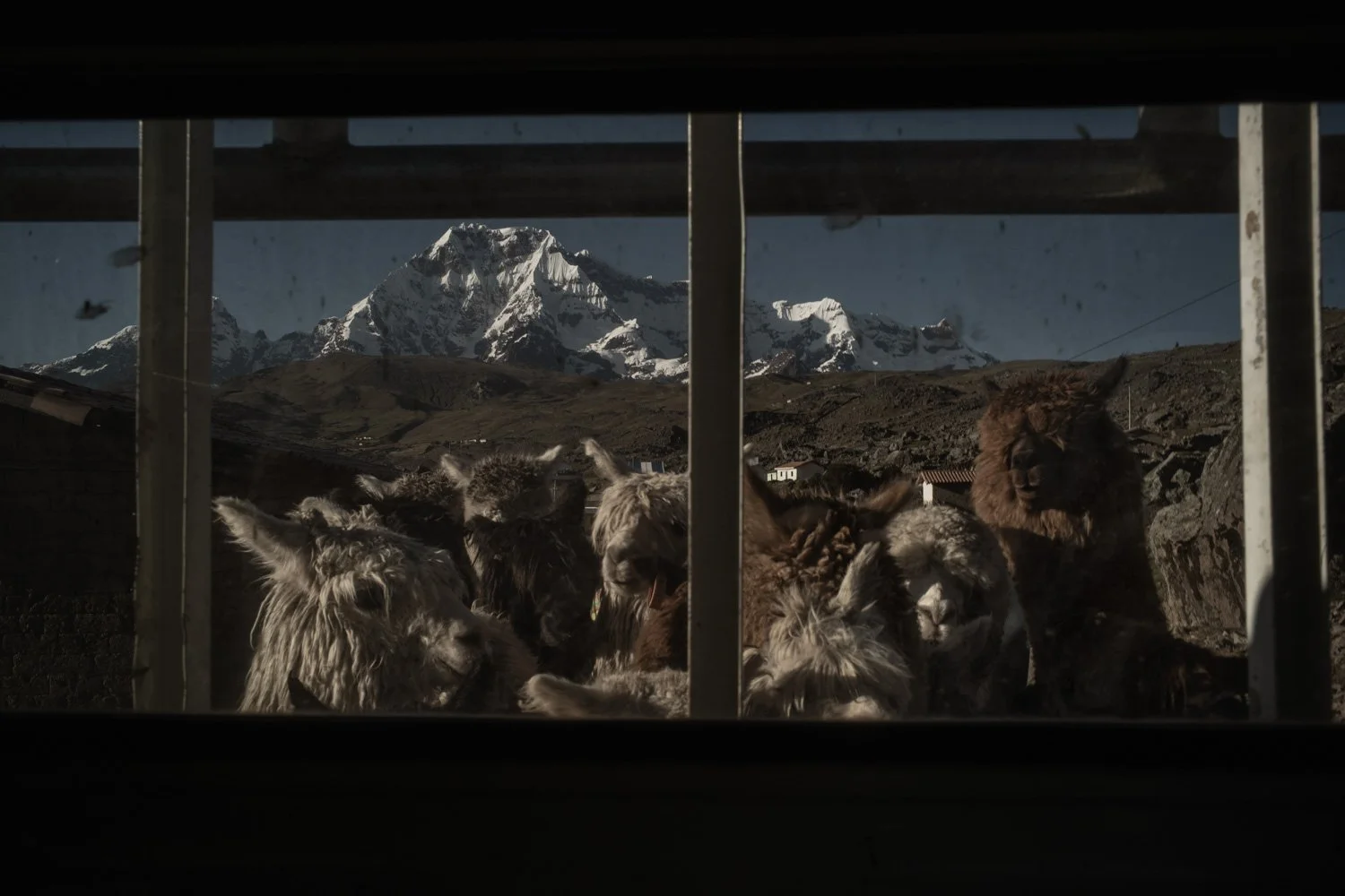 peru-alpacas-andes-highlands-Indigenouscommunities-alessandrocinque-NationalGeographic-Worldpressphoto
