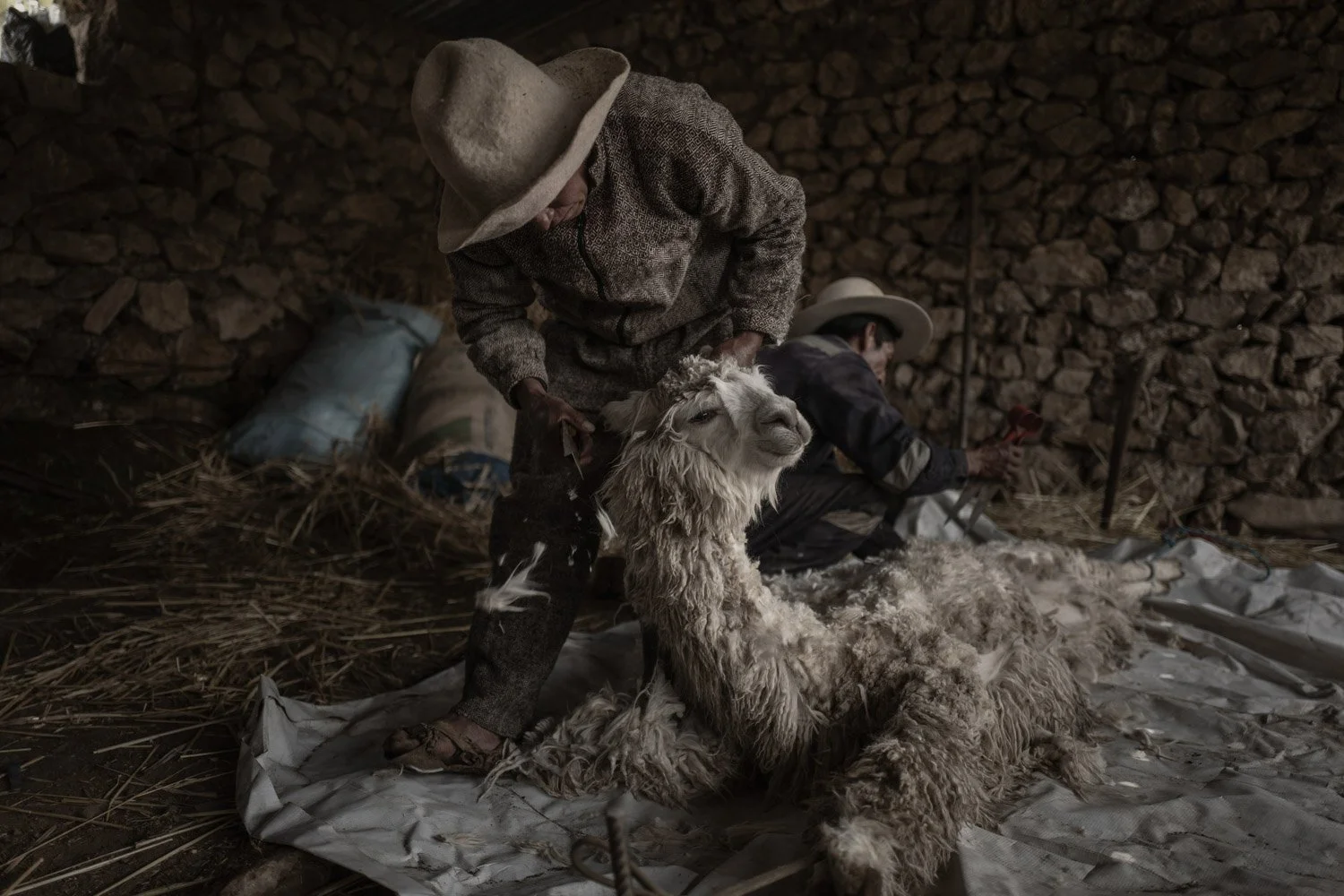 peru-alpacas-andes-highlands-Indigenouscommunities-alessandrocinque-NationalGeographic-Worldpressphoto