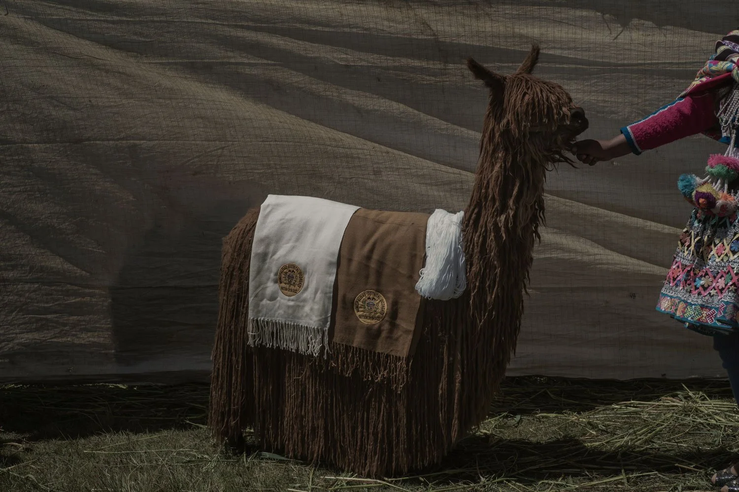 peru-alpacas-andes-highlands-Indigenouscommunities-alessandrocinque-NationalGeographic-Worldpressphoto