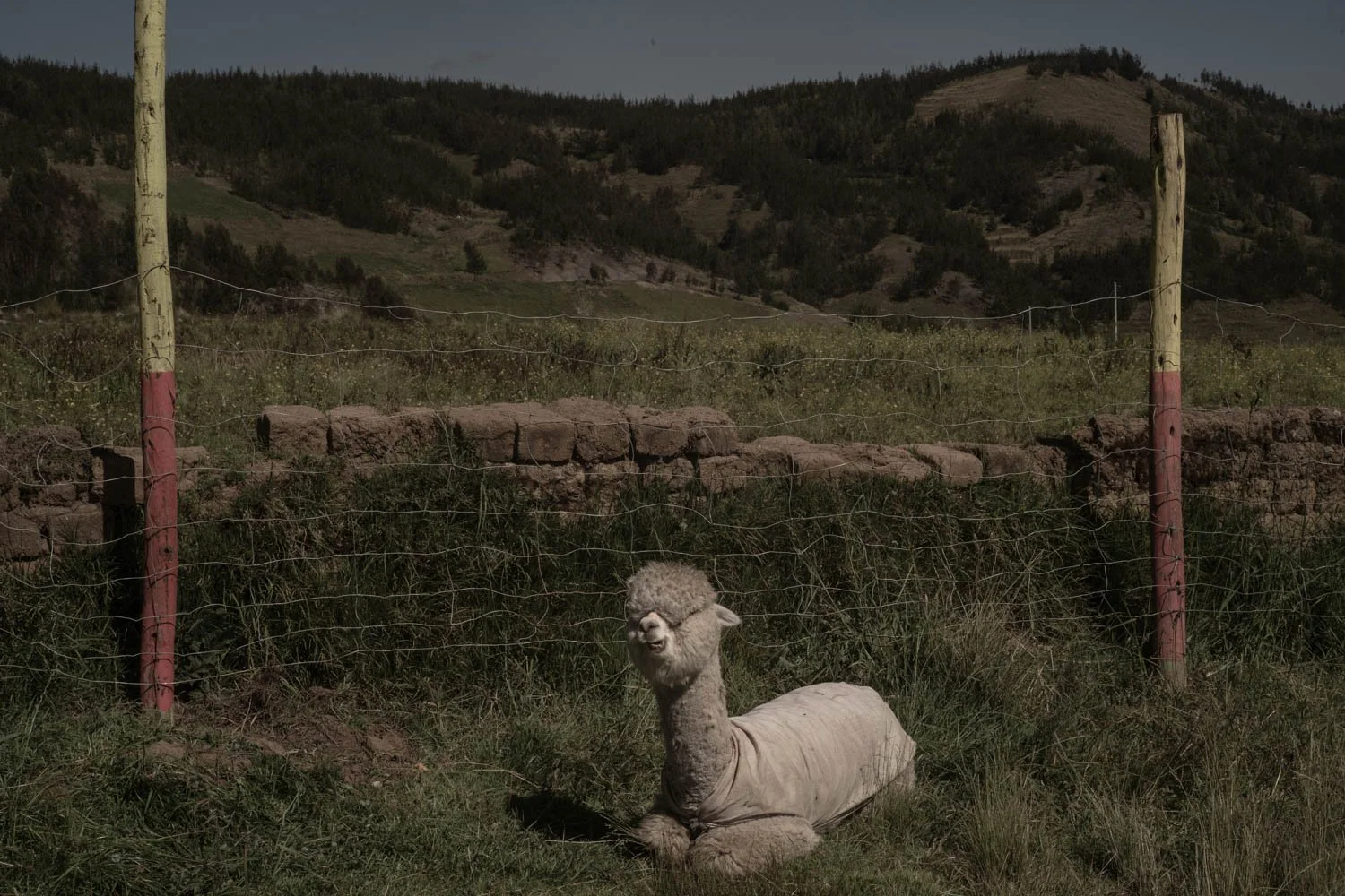 peru-alpacas-andes-highlands-Indigenouscommunities-alessandrocinque-NationalGeographic-Worldpressphoto