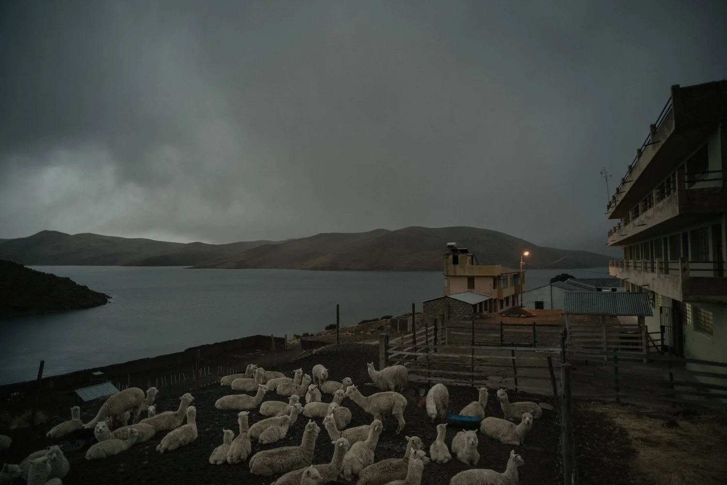 peru-alpacas-andes-highlands-Indigenouscommunities-alessandrocinque-NationalGeographic-Worldpressphoto