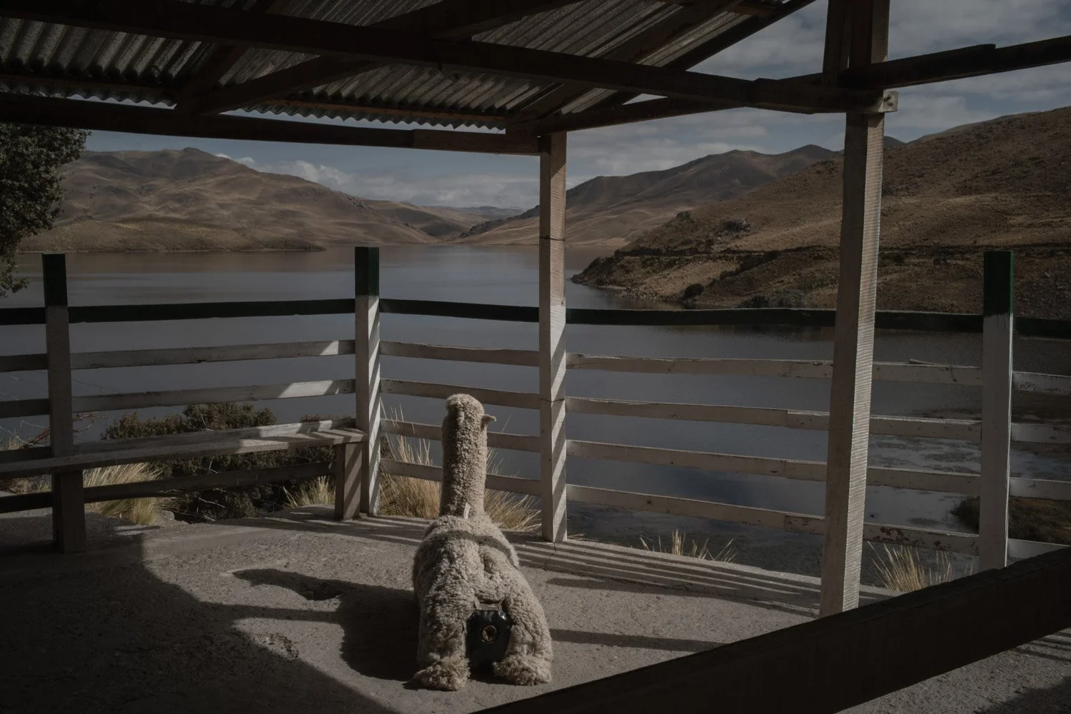 peru-alpacas-andes-highlands-Indigenouscommunities-alessandrocinque-NationalGeographic-Worldpressphoto
